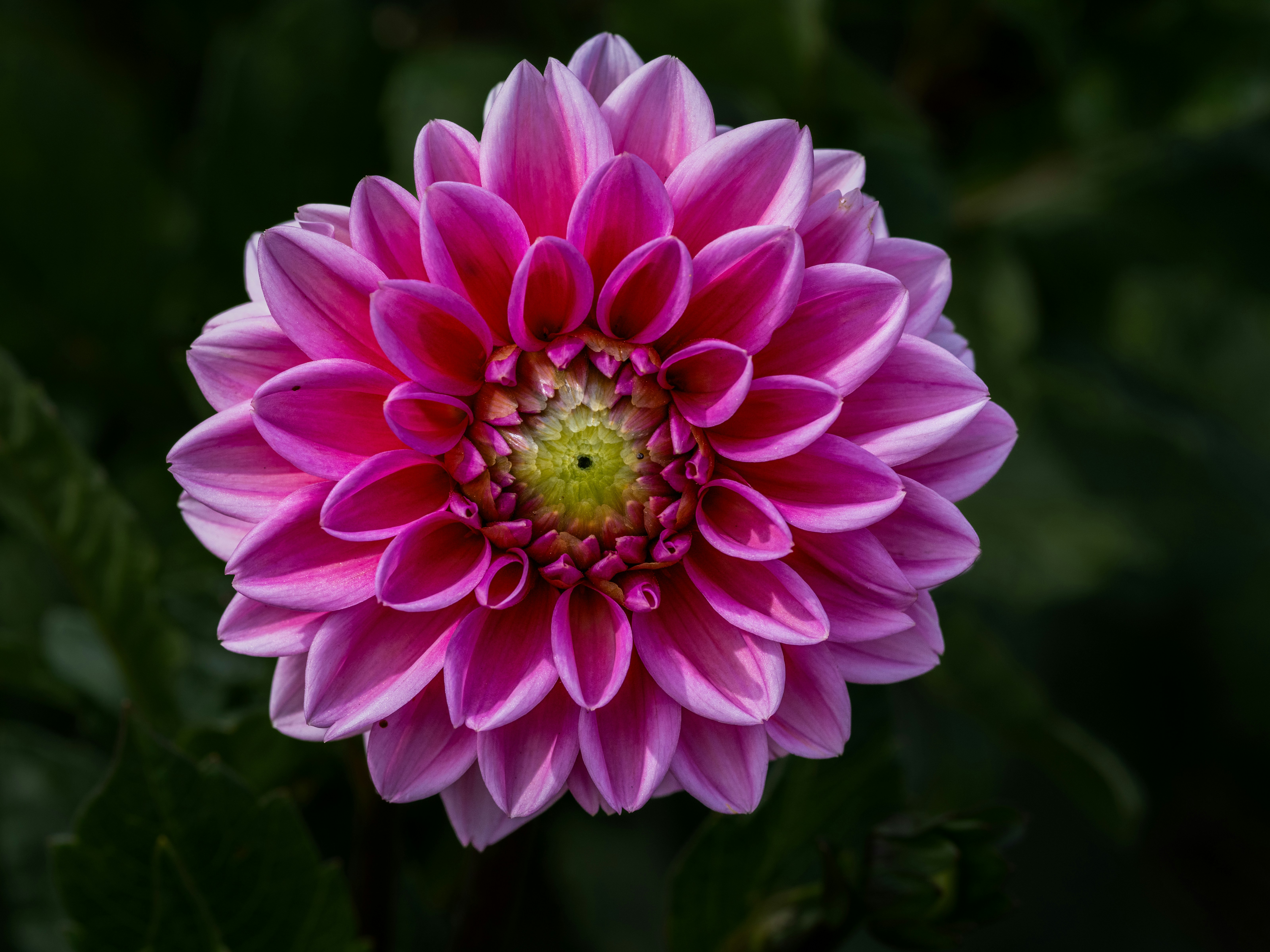 Photo by siegfriedpoepperl