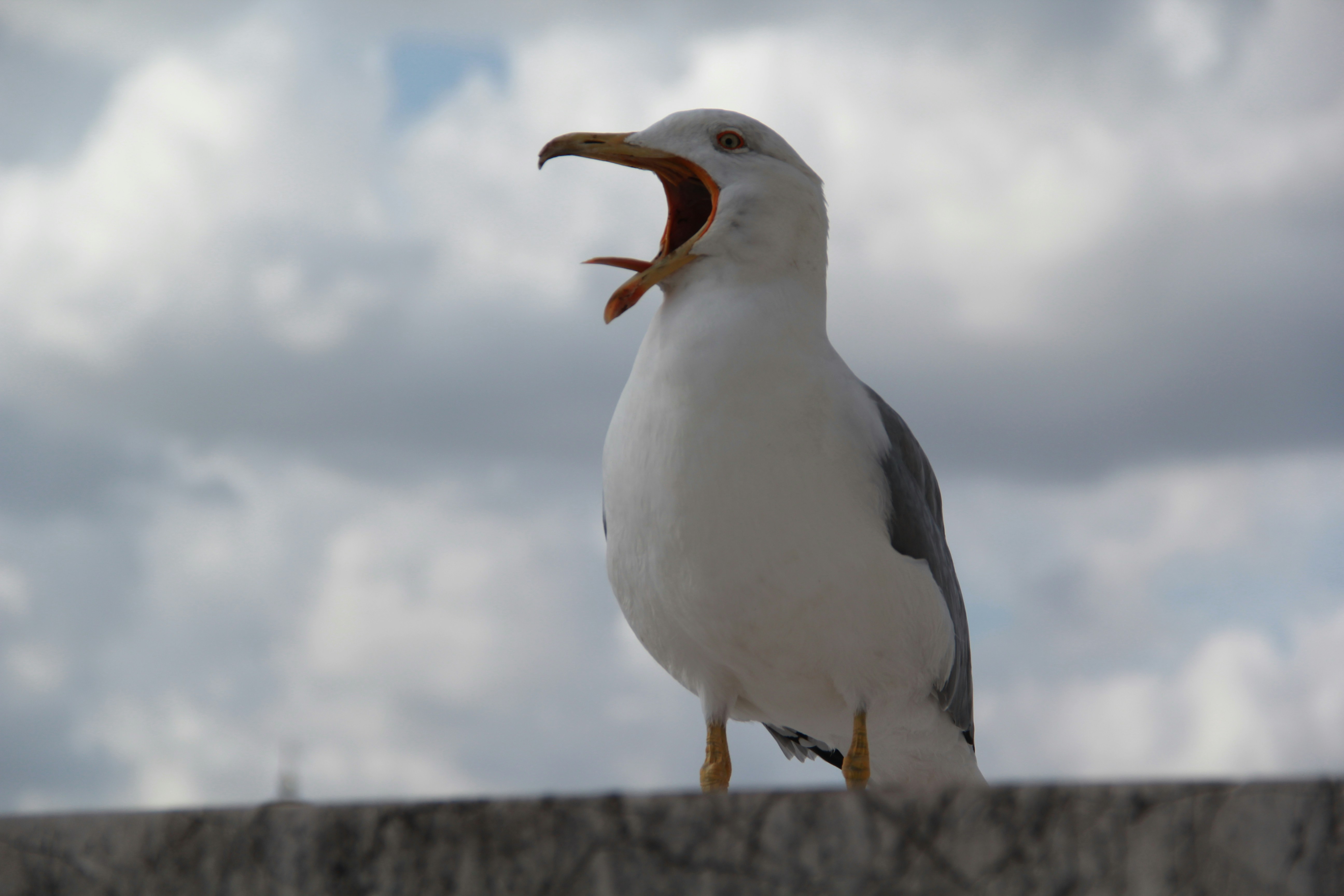A seagull with its beak open against cloudy sky.