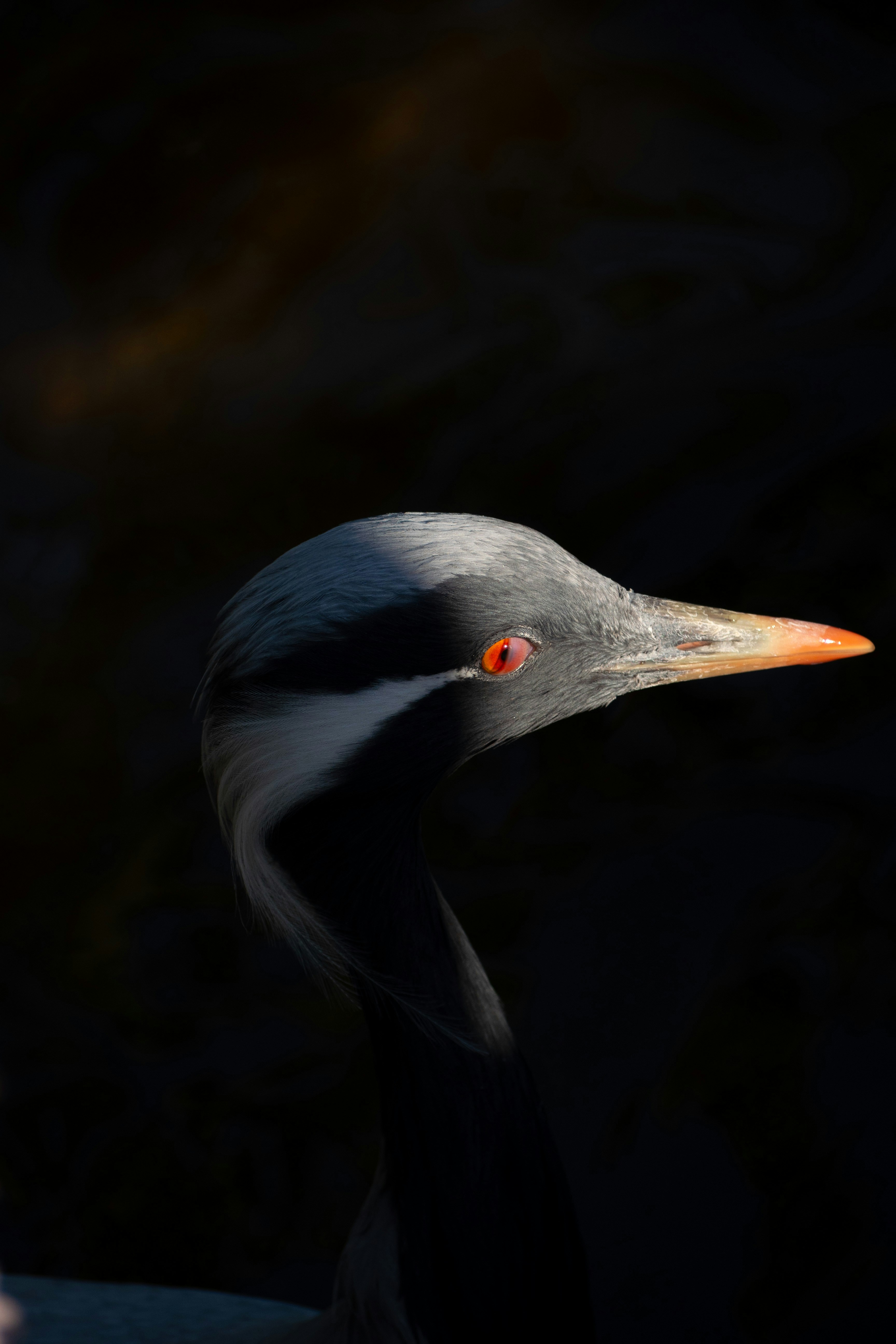 Close-up of a crane with striking red eye.