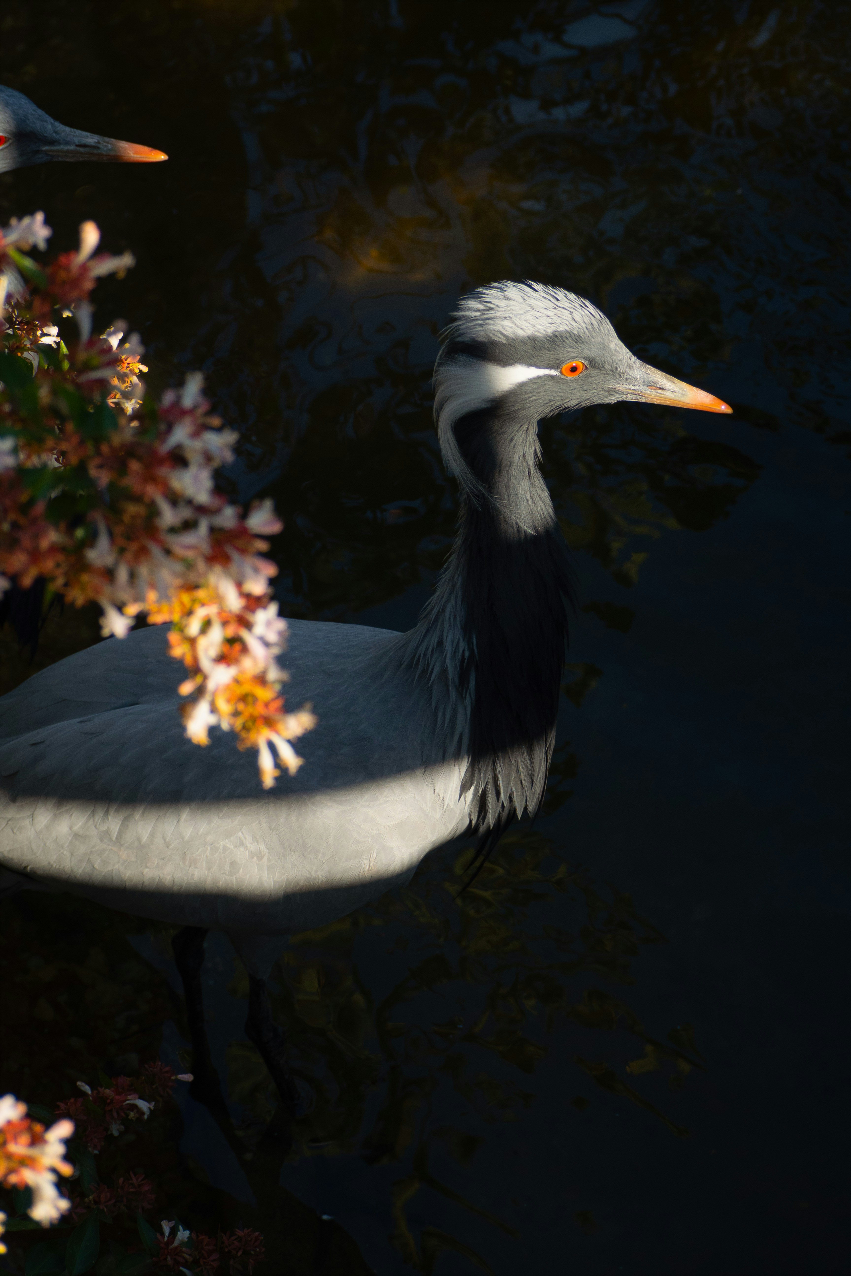 A crane with distinctive markings swims in dark water.
