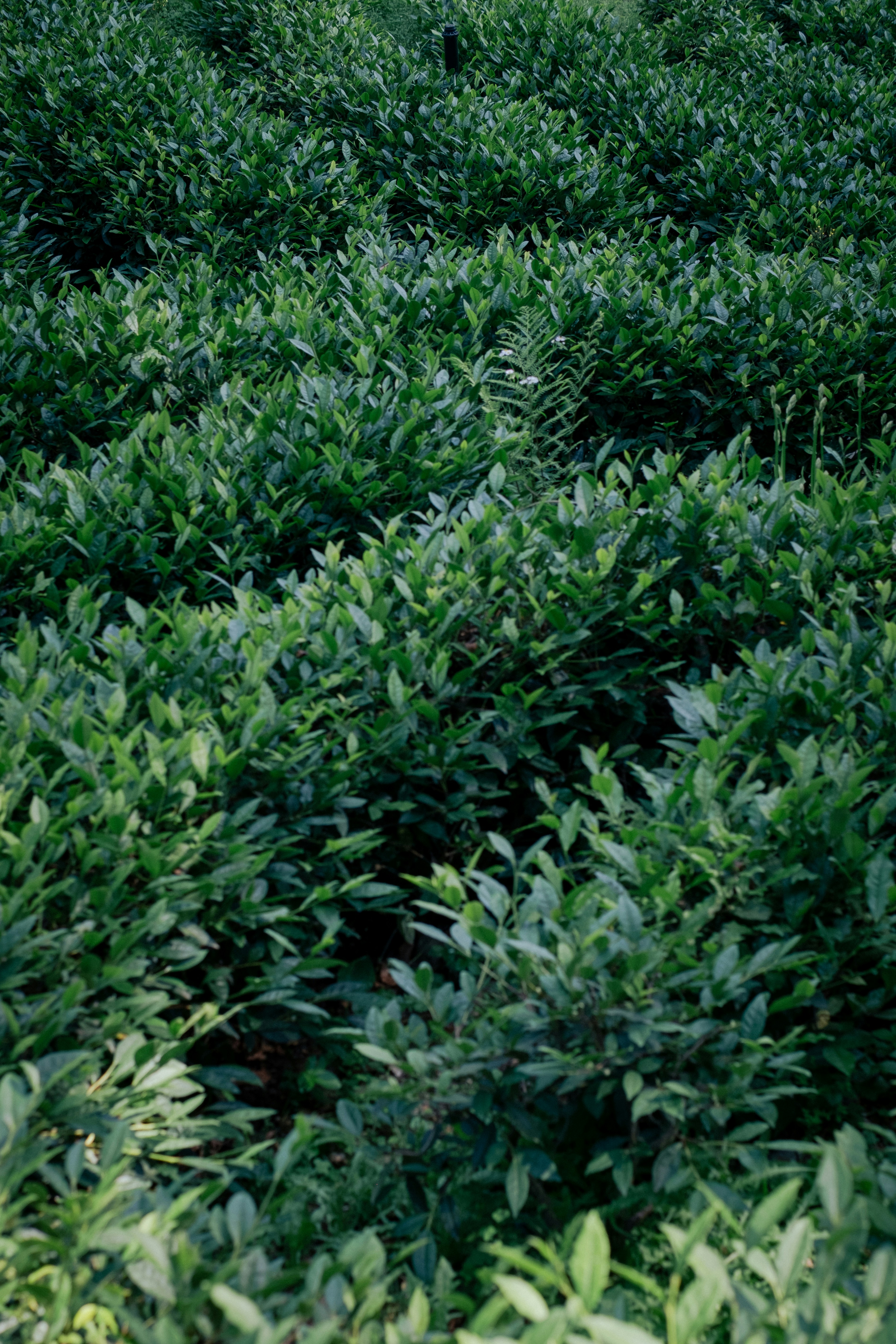 Photo by lauratommphoto