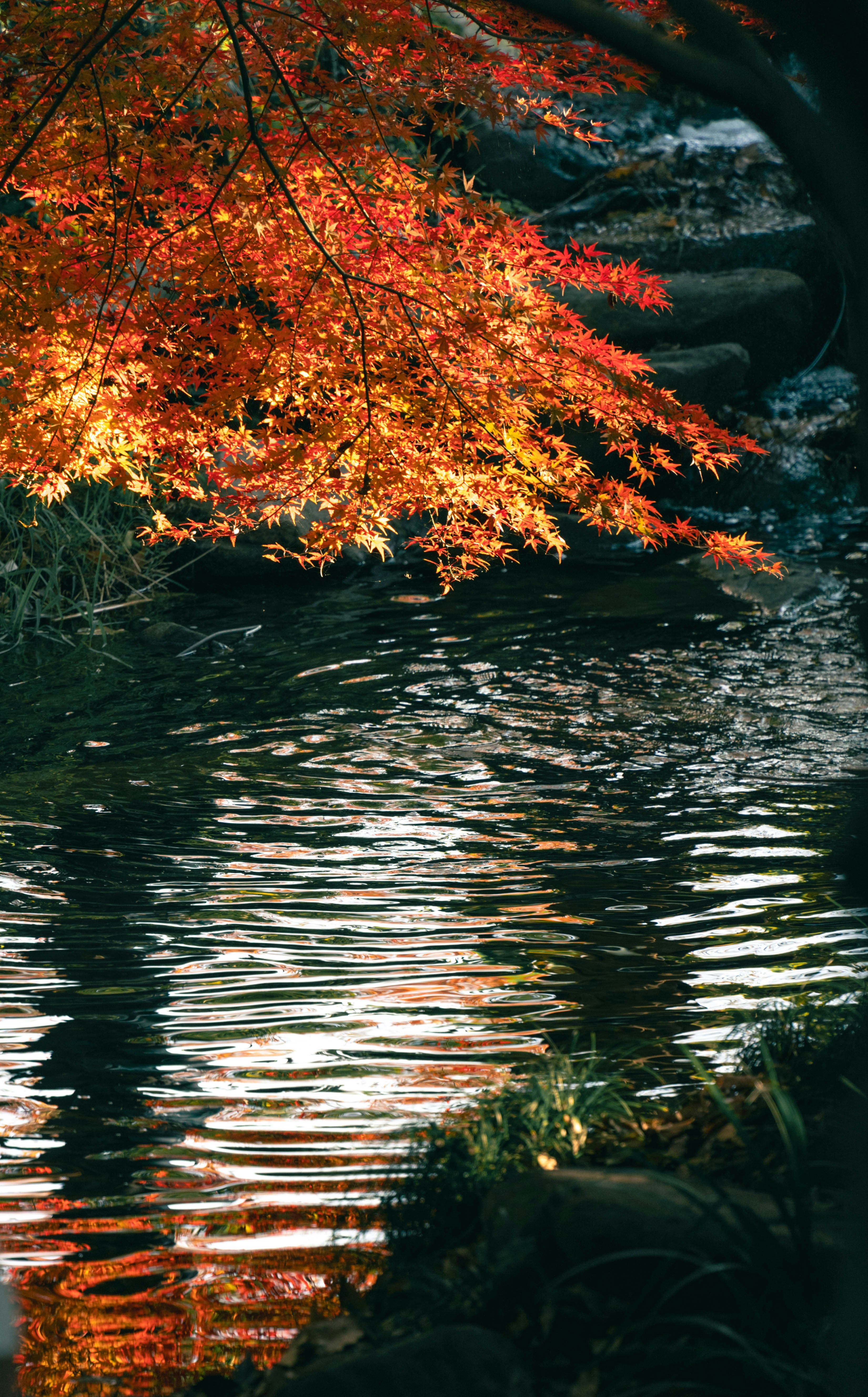 Photo by golden_orange