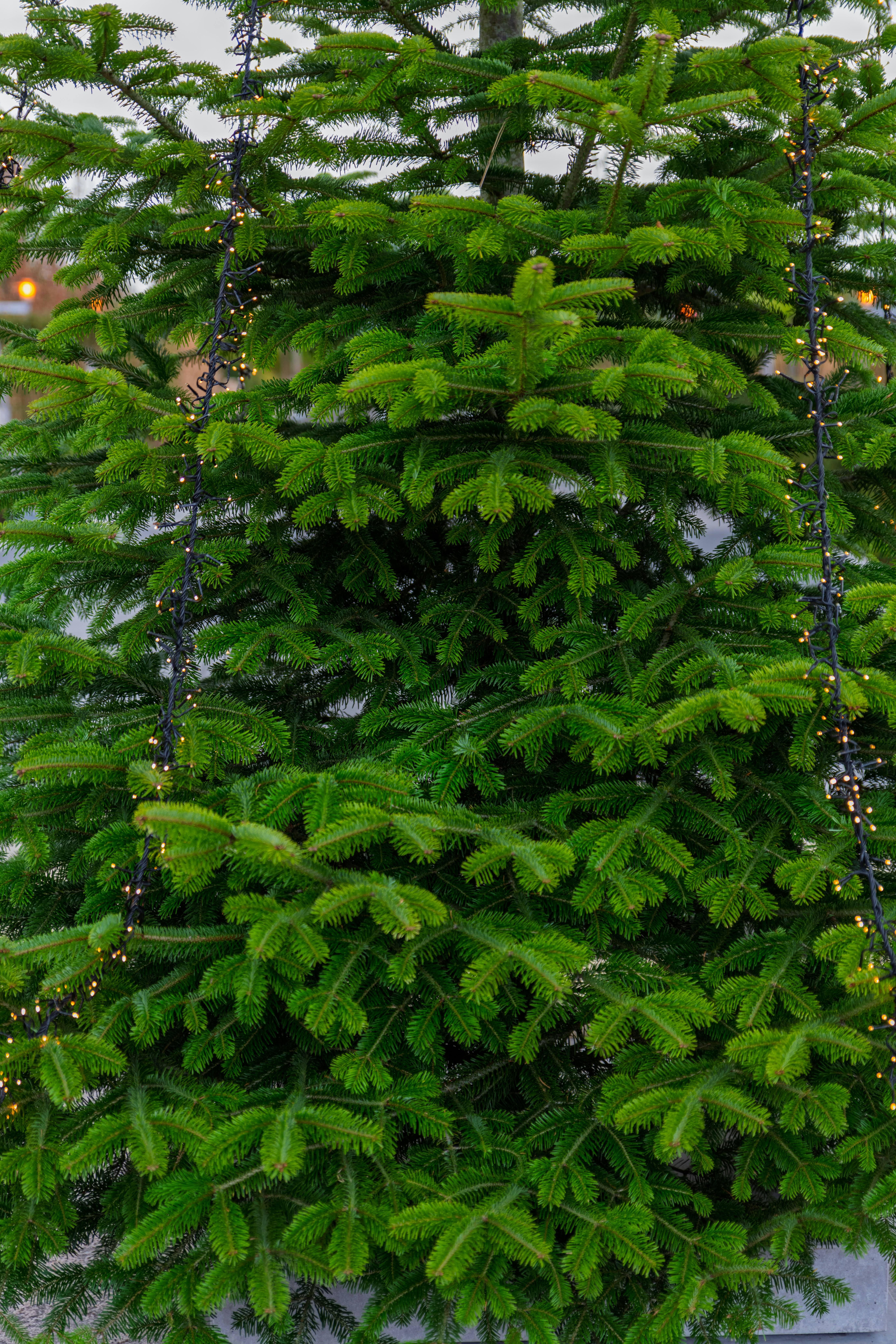 Green fir tree branches with small lights