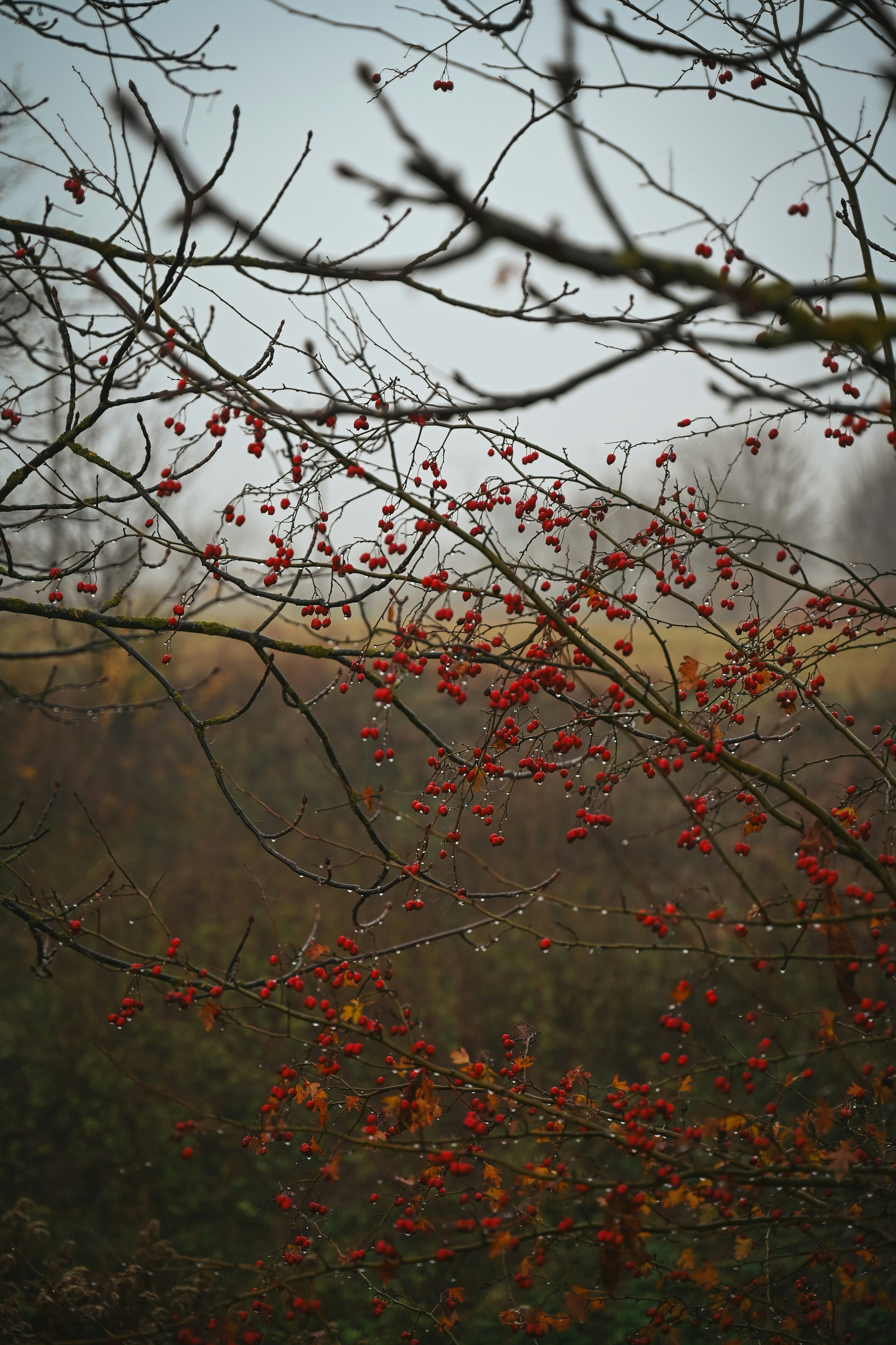 Ramas desnudas con bayas rojas y gotas de agua.