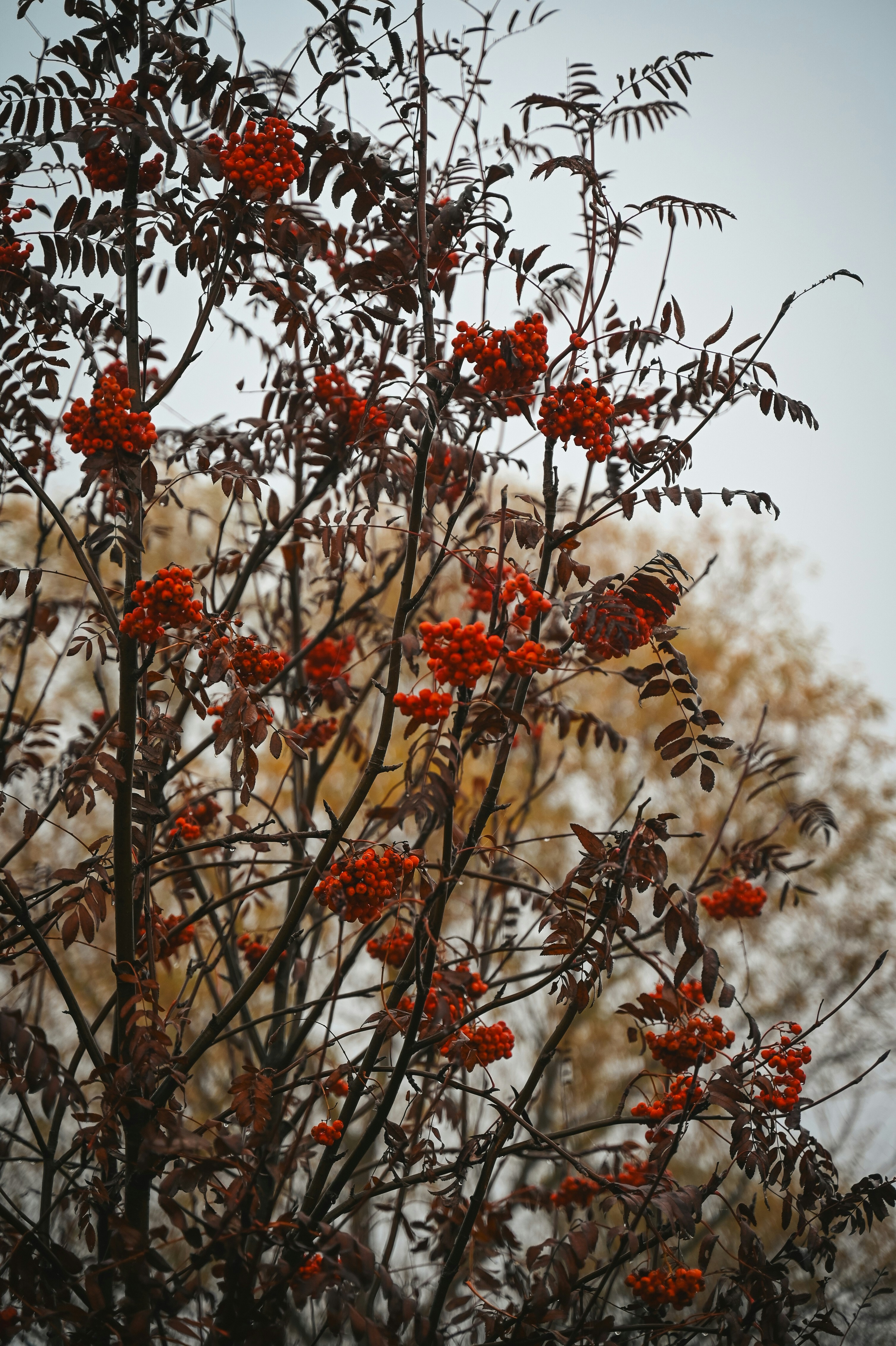 Ramas de serbal con bayas naranja brillante.