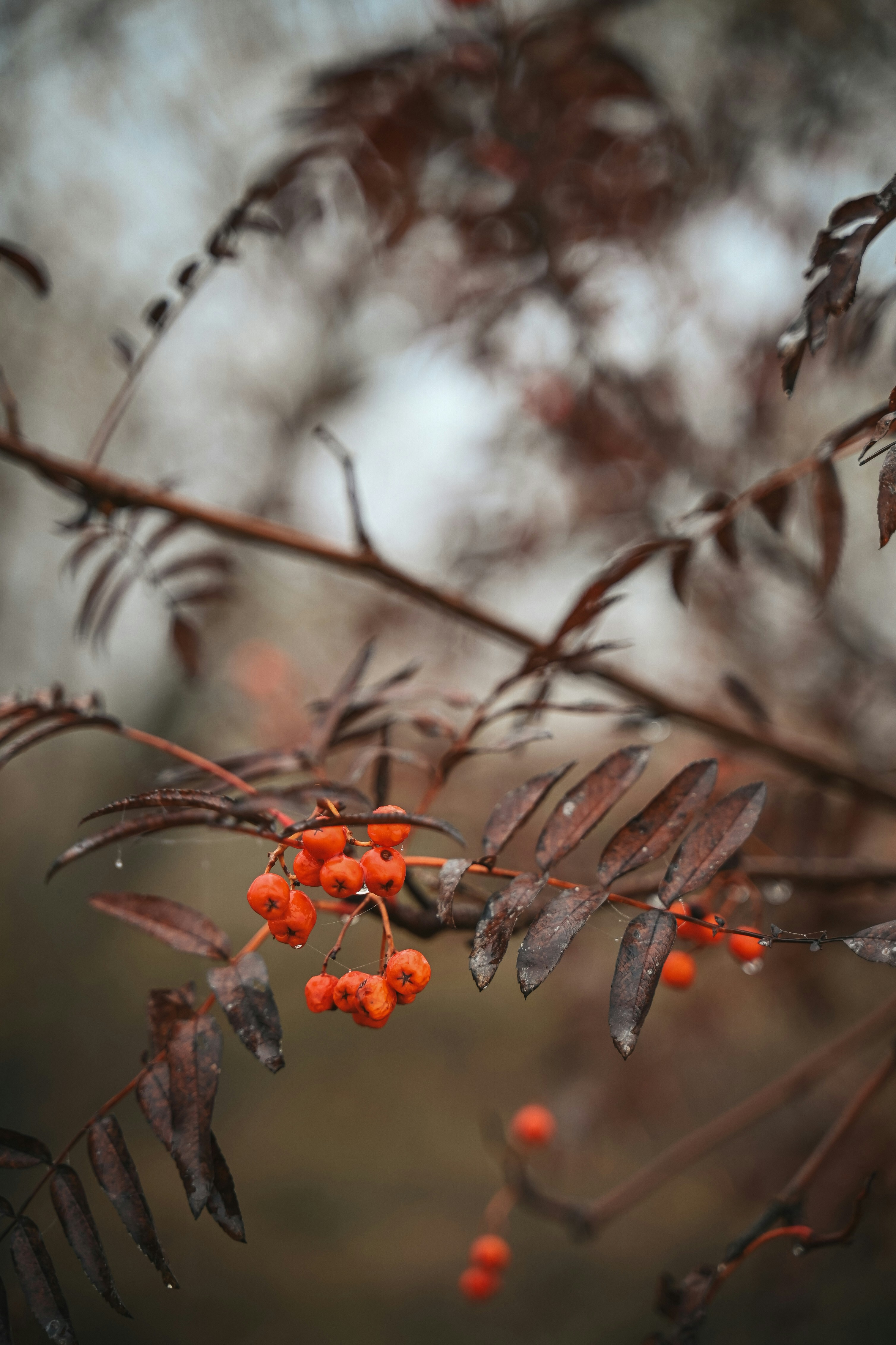 Bayas naranjas en una rama con hojas marrones