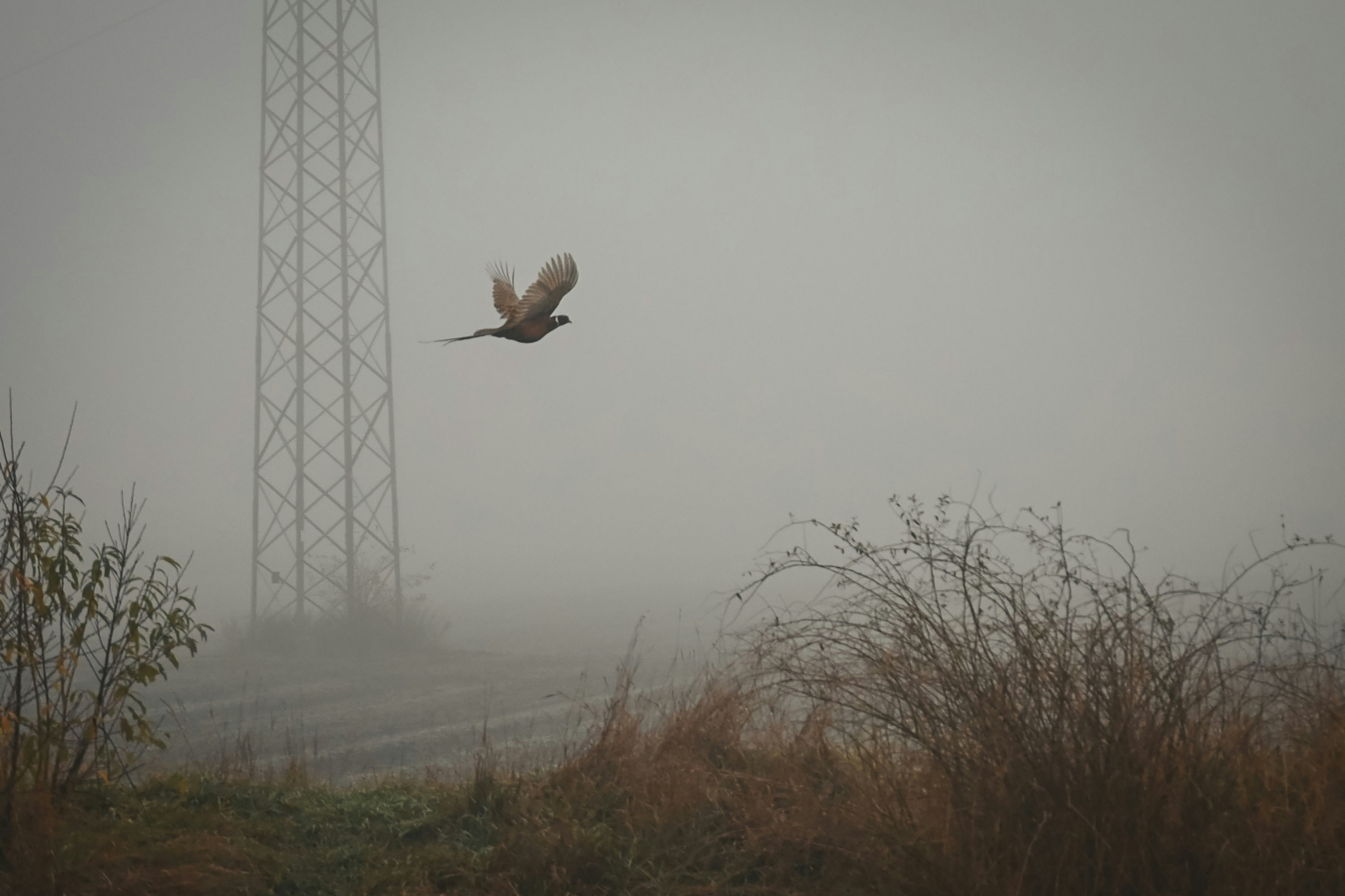 Un pájaro vuela a través de un paisaje brumoso cerca de una torre.