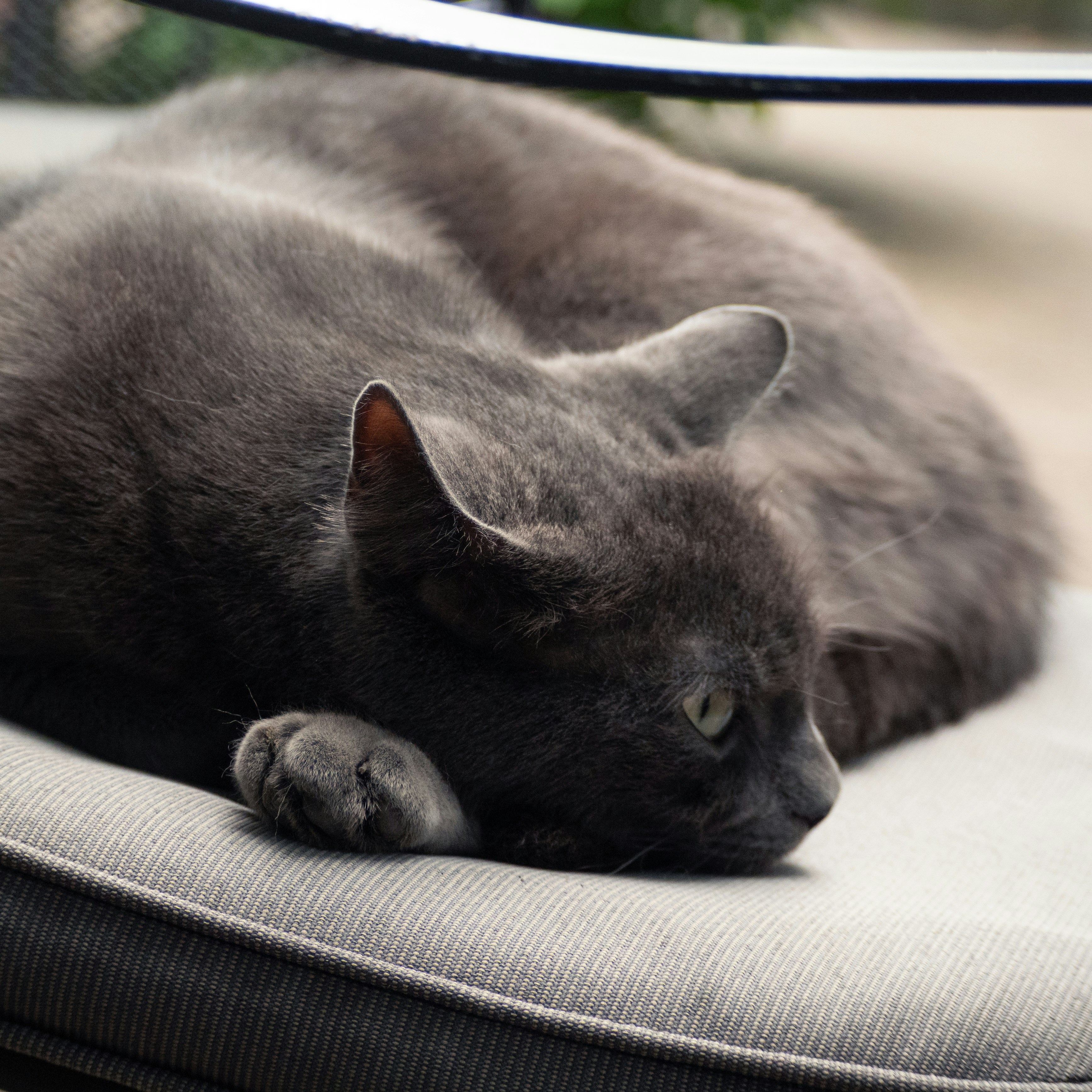 A gray cat rests curled on a cushion.