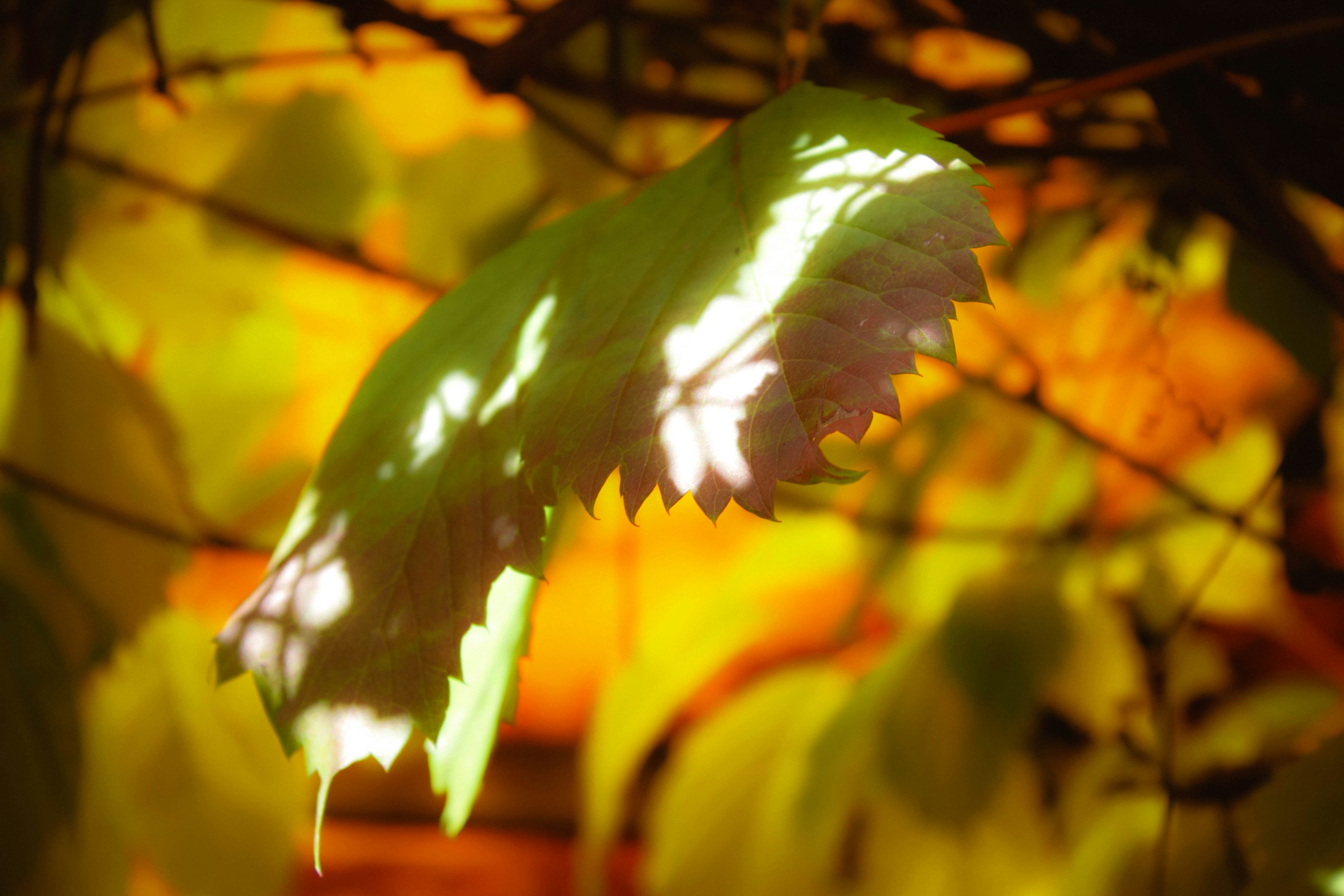 Photo by annagelibterman