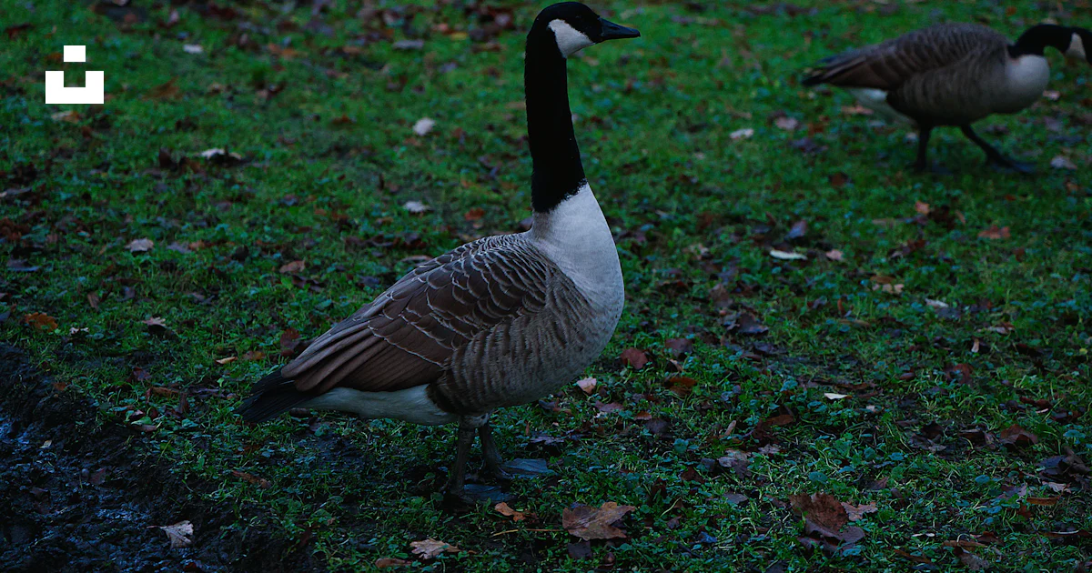 Goose Stand Two canada geese stand on a grassy area. photo – Free Animal Image on ...