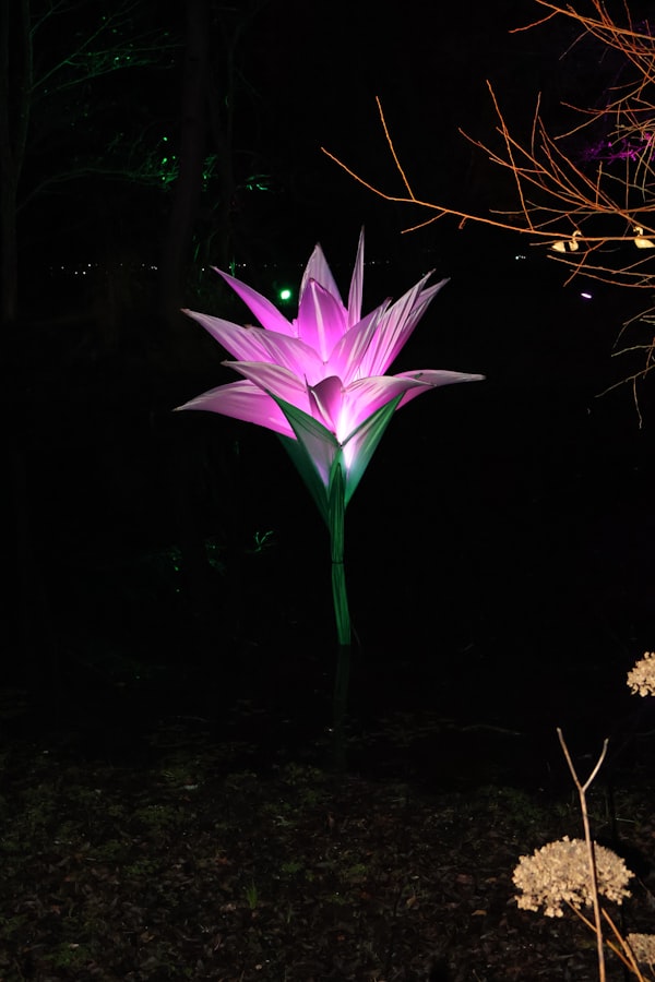 Glowing pink garden installation at night