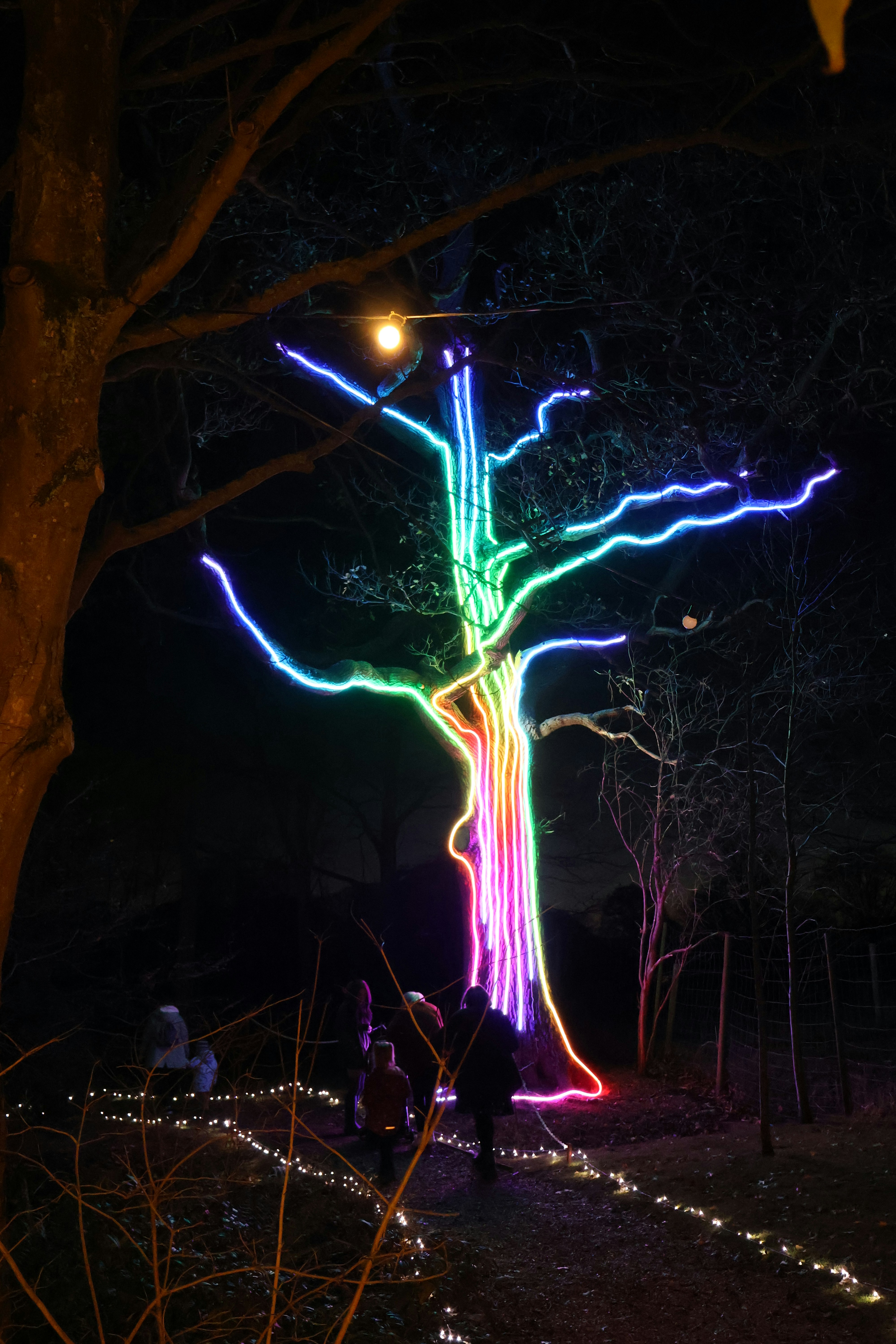 Tree illuminated with colorful neon lights at night