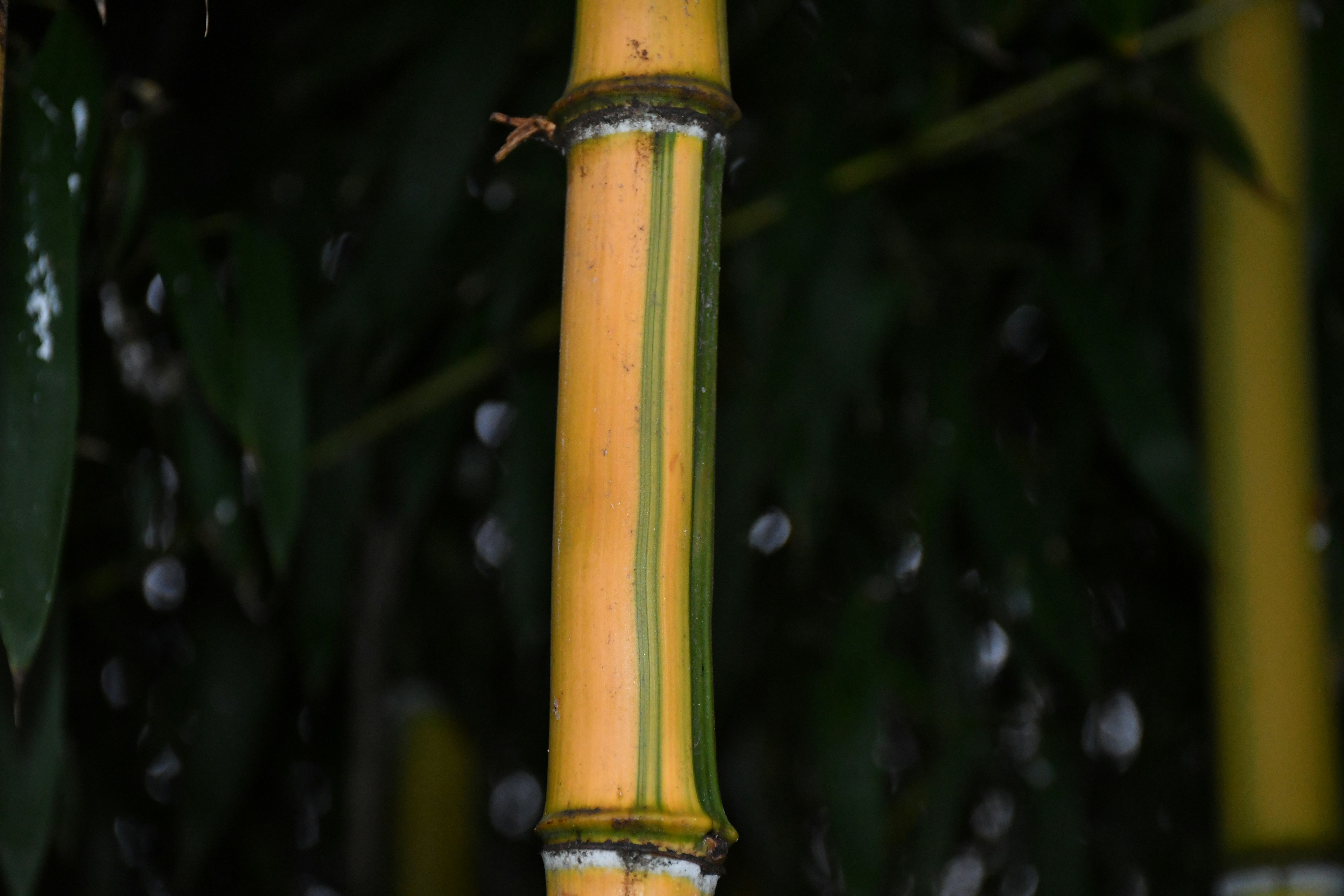 Golden bamboo forest