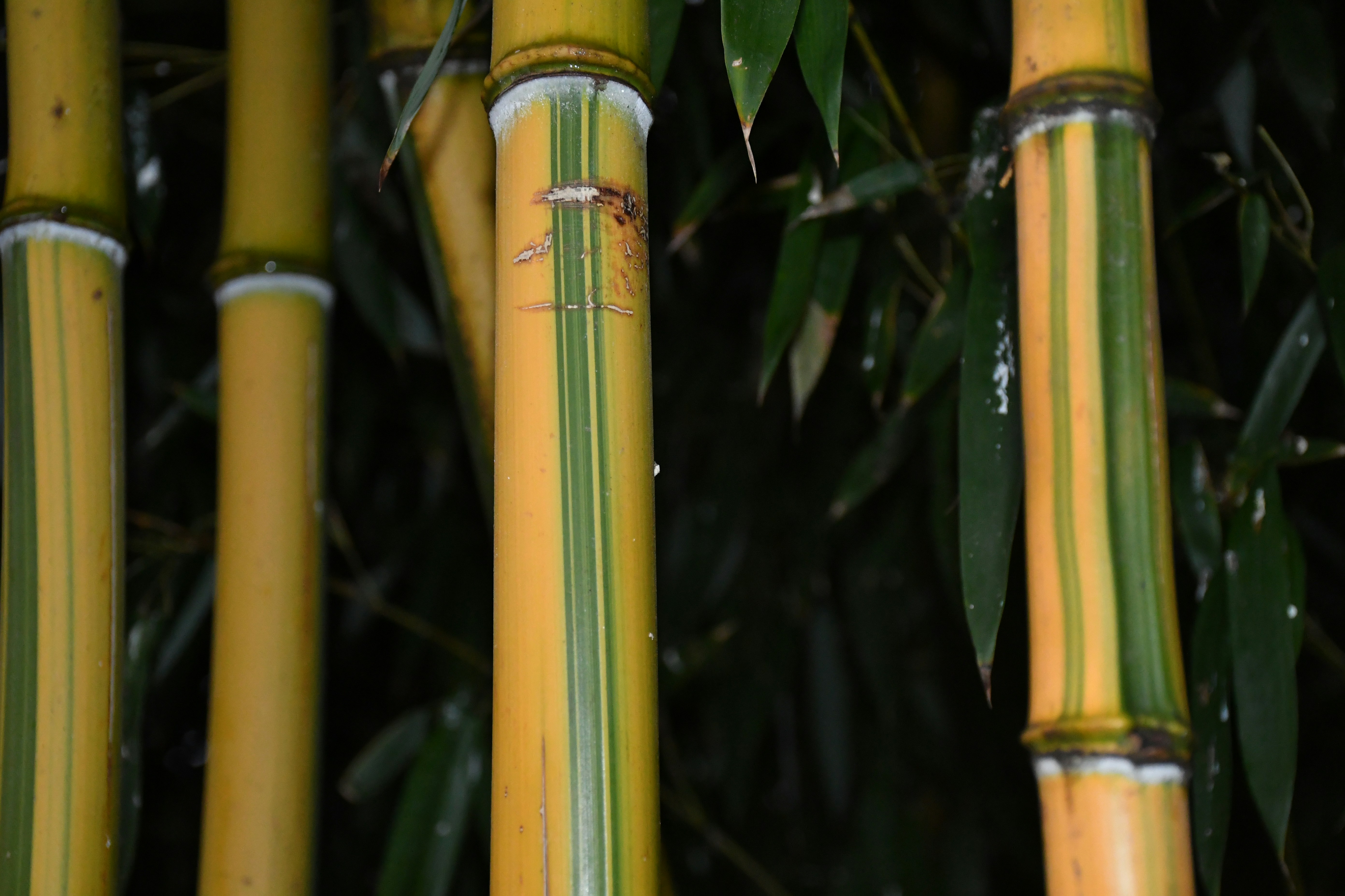 Photo by anna_kharkivska