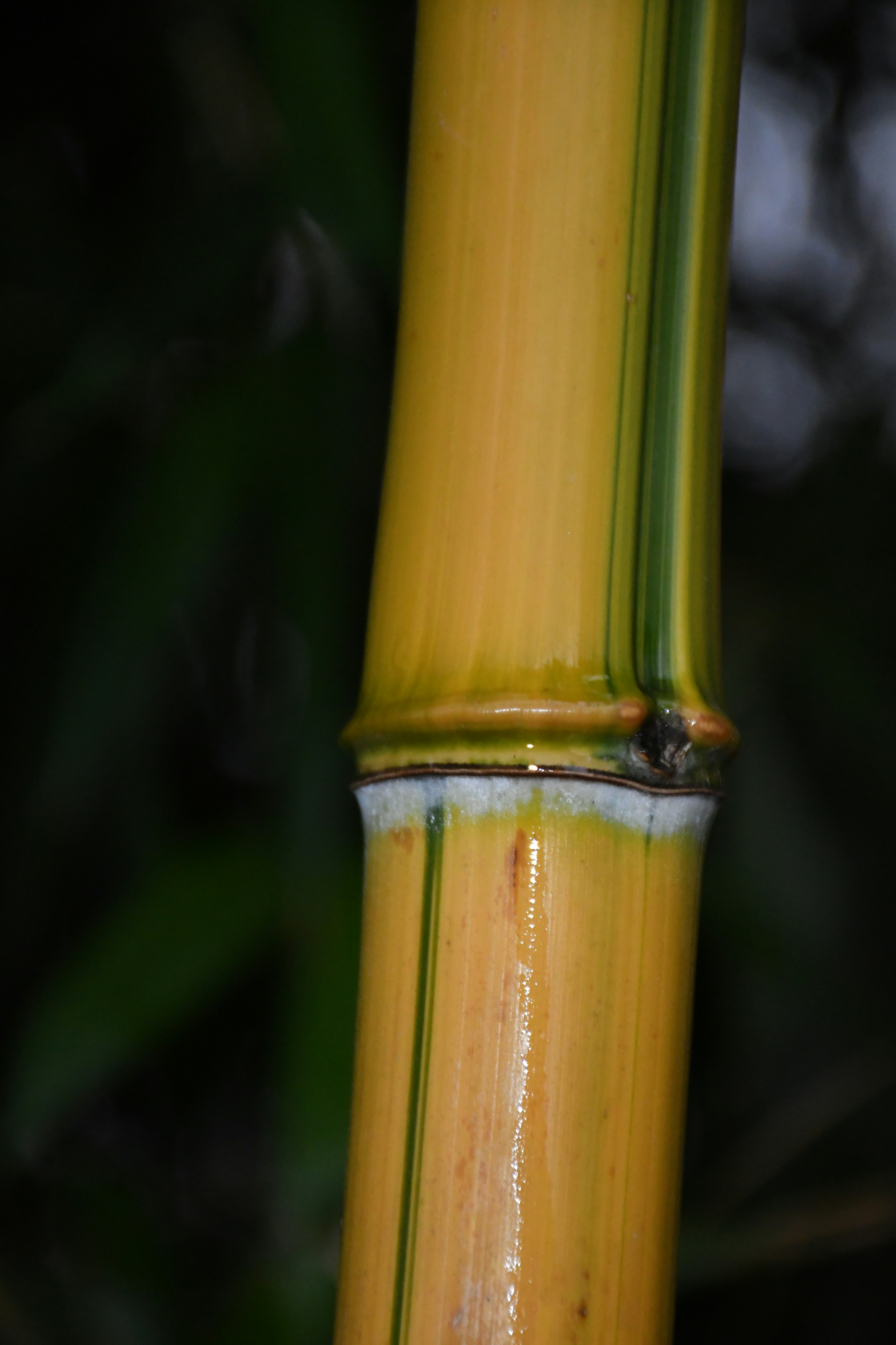 Photo by anna_kharkivska