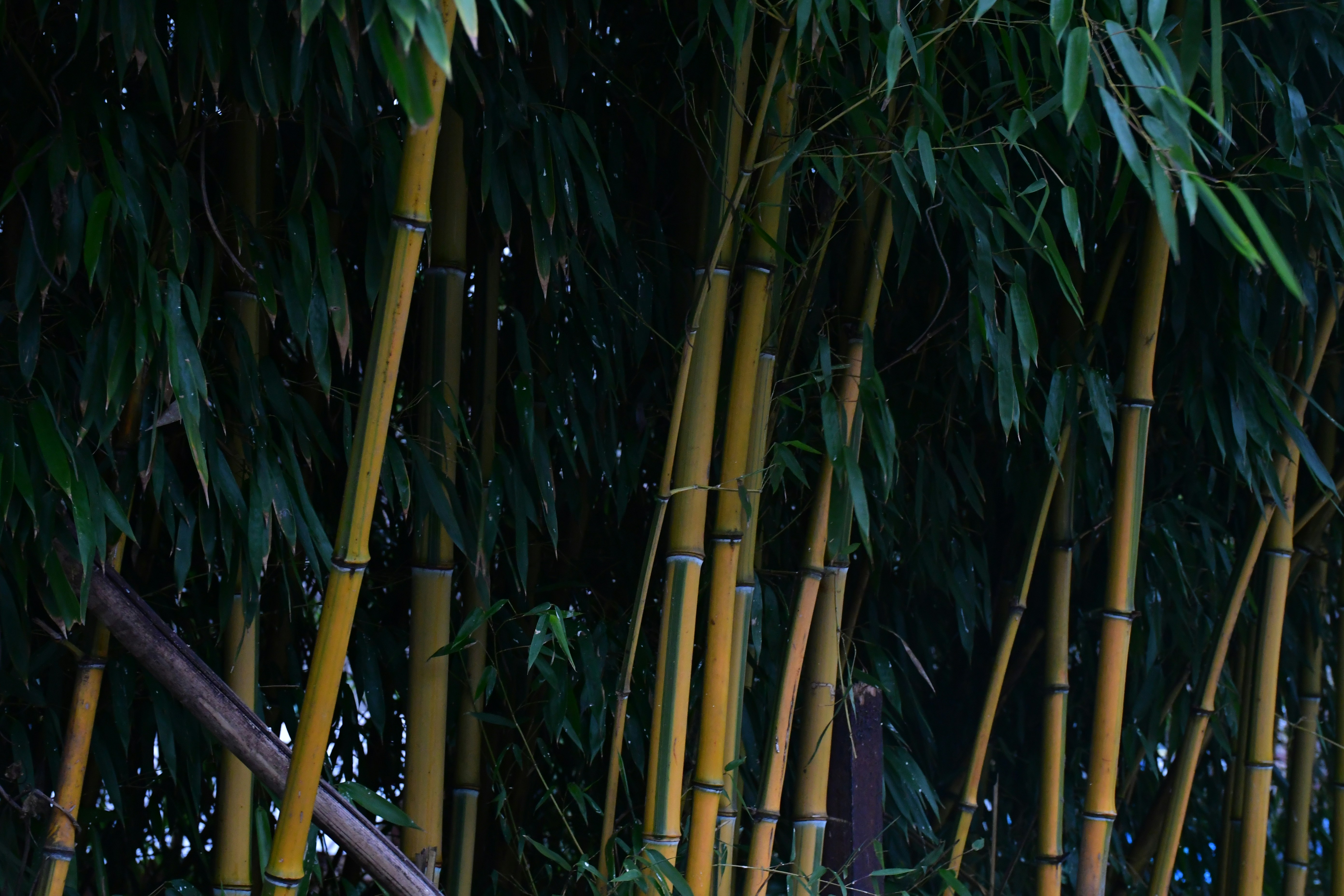 Photo by anna_kharkivska