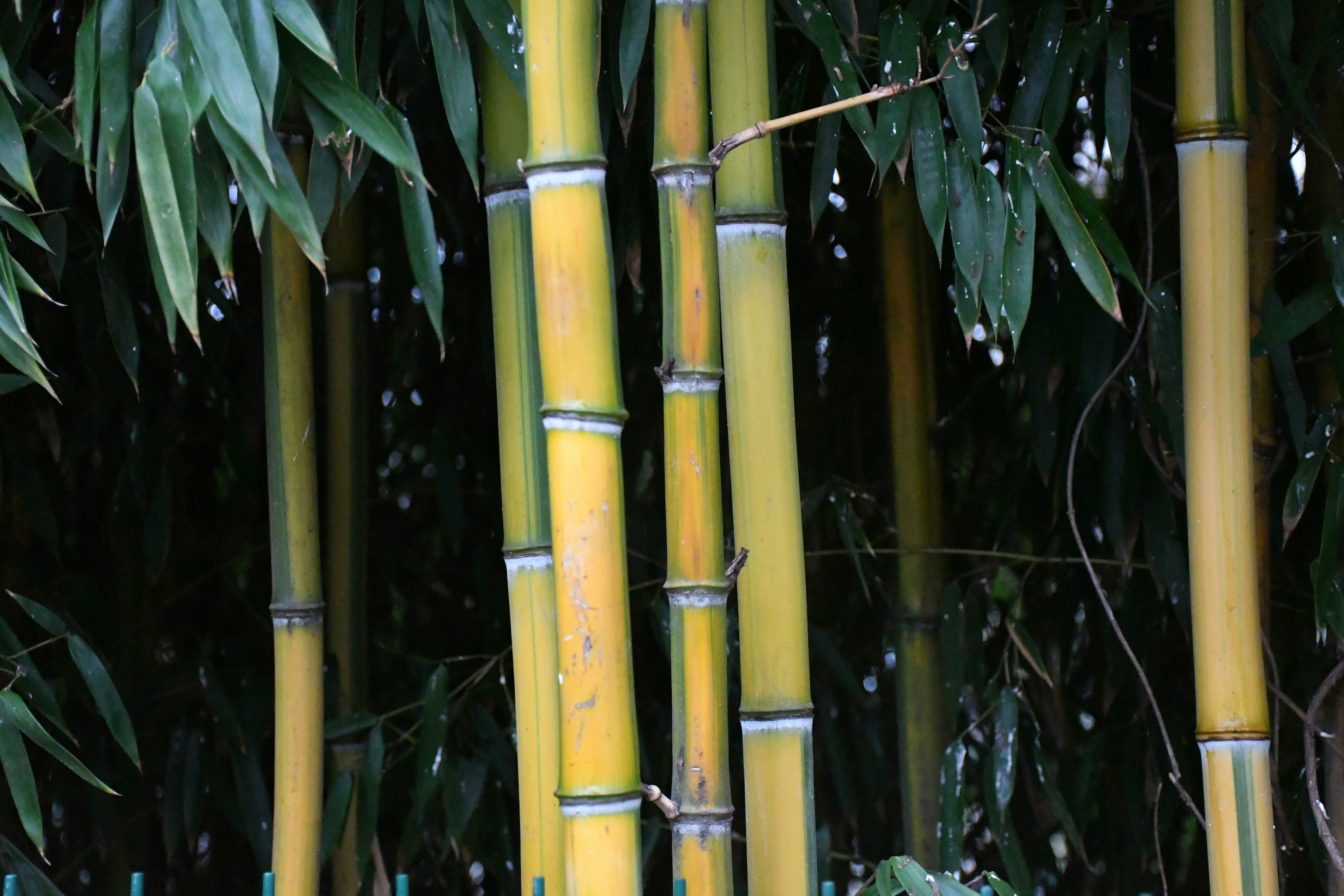 Photo by anna_kharkivska