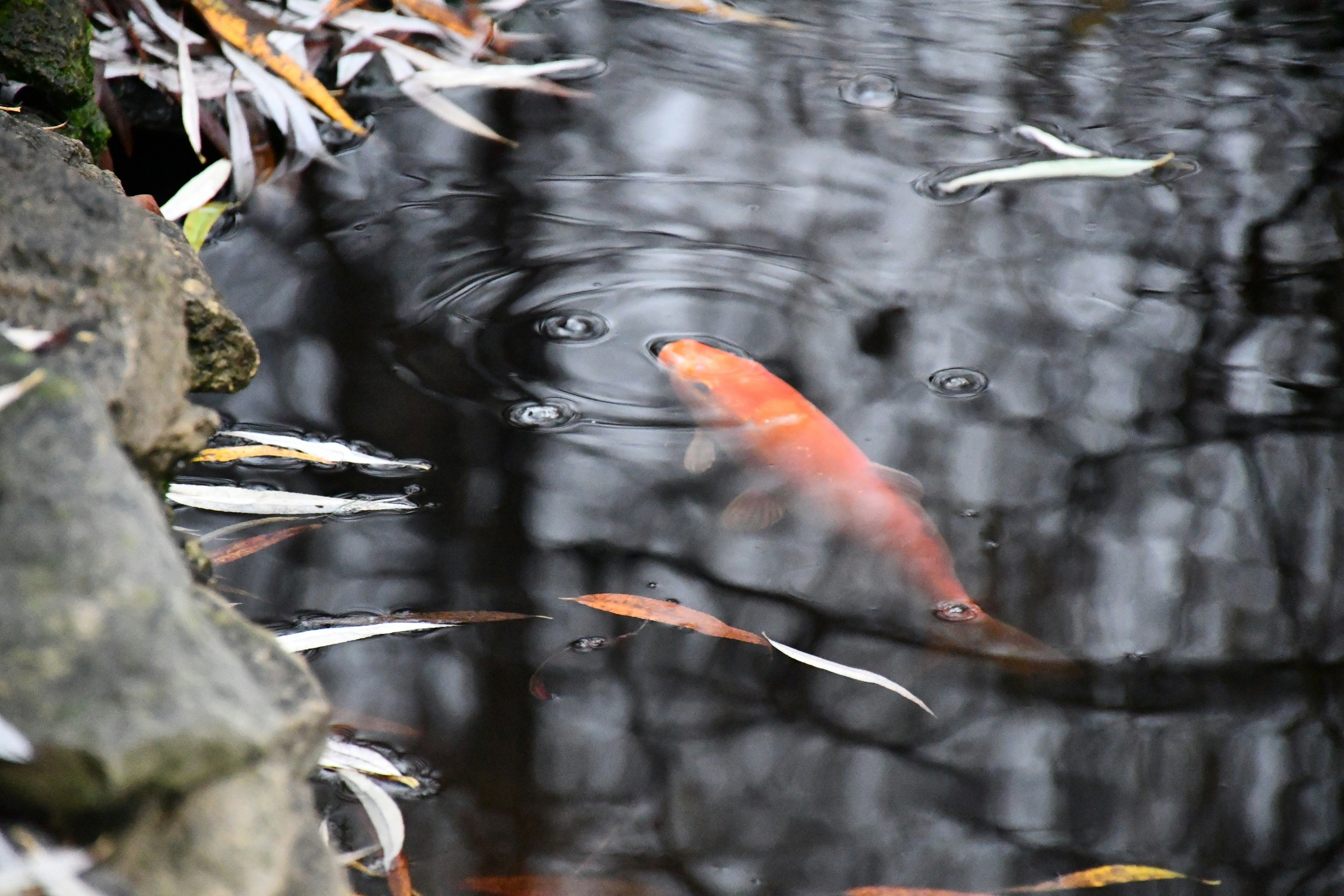 Photo by anna_kharkivska