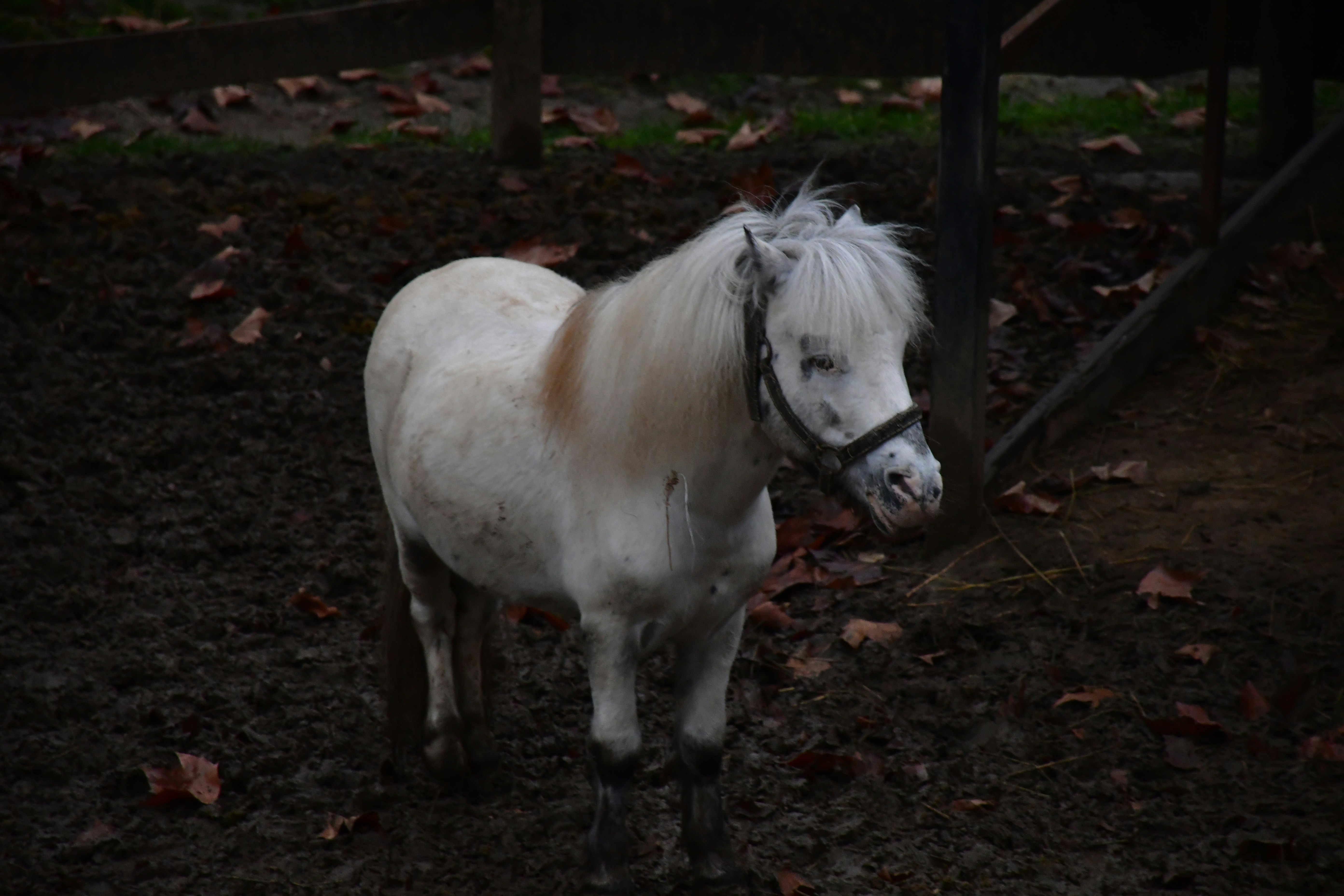 Tytuł:** Kierowca z cukrzycą nie poniesie odpowiedzialności. Sąd rozstrzygnął sprawę – co to znaczy dla nas?