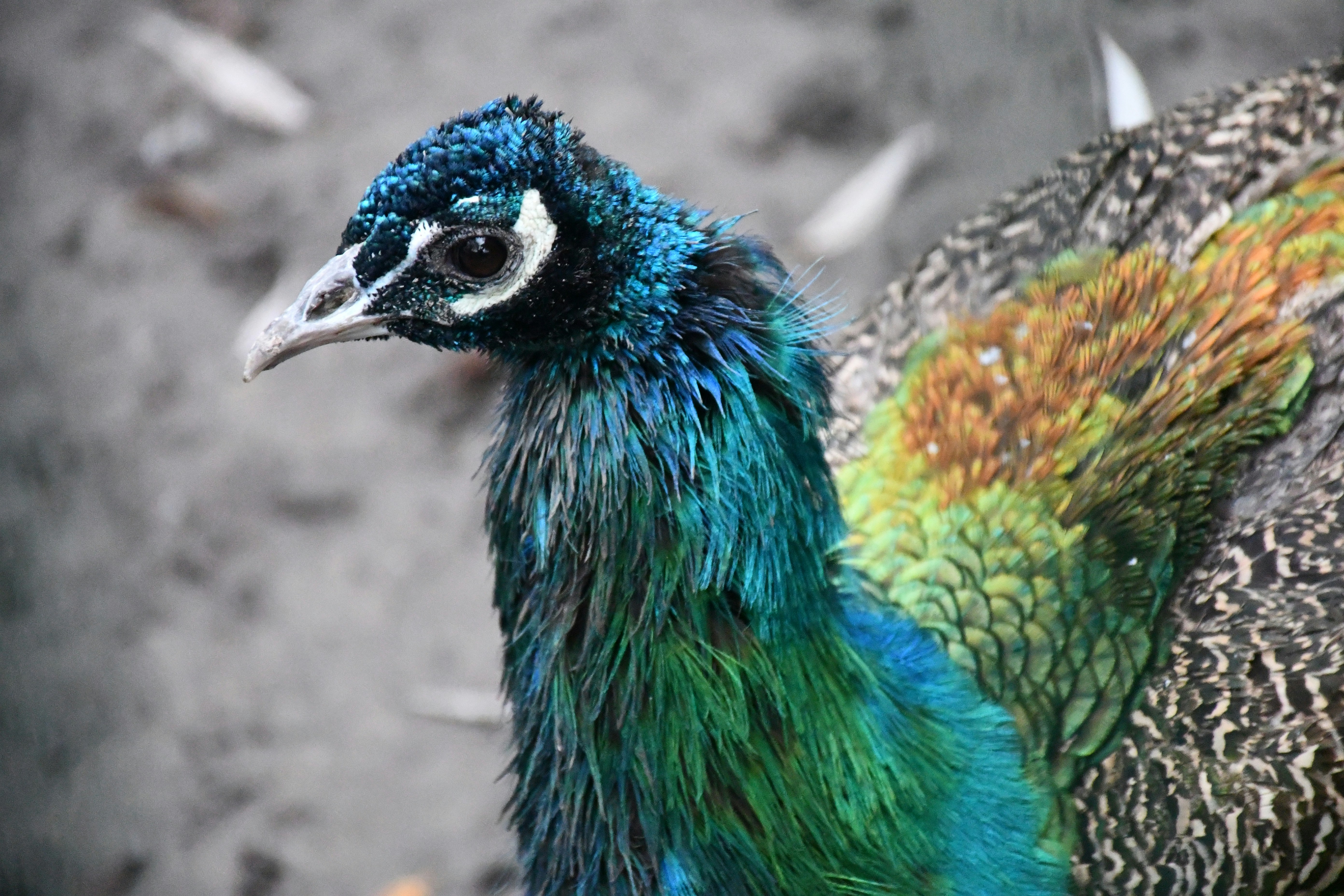 A detailed profile of a peacock's head and neck
