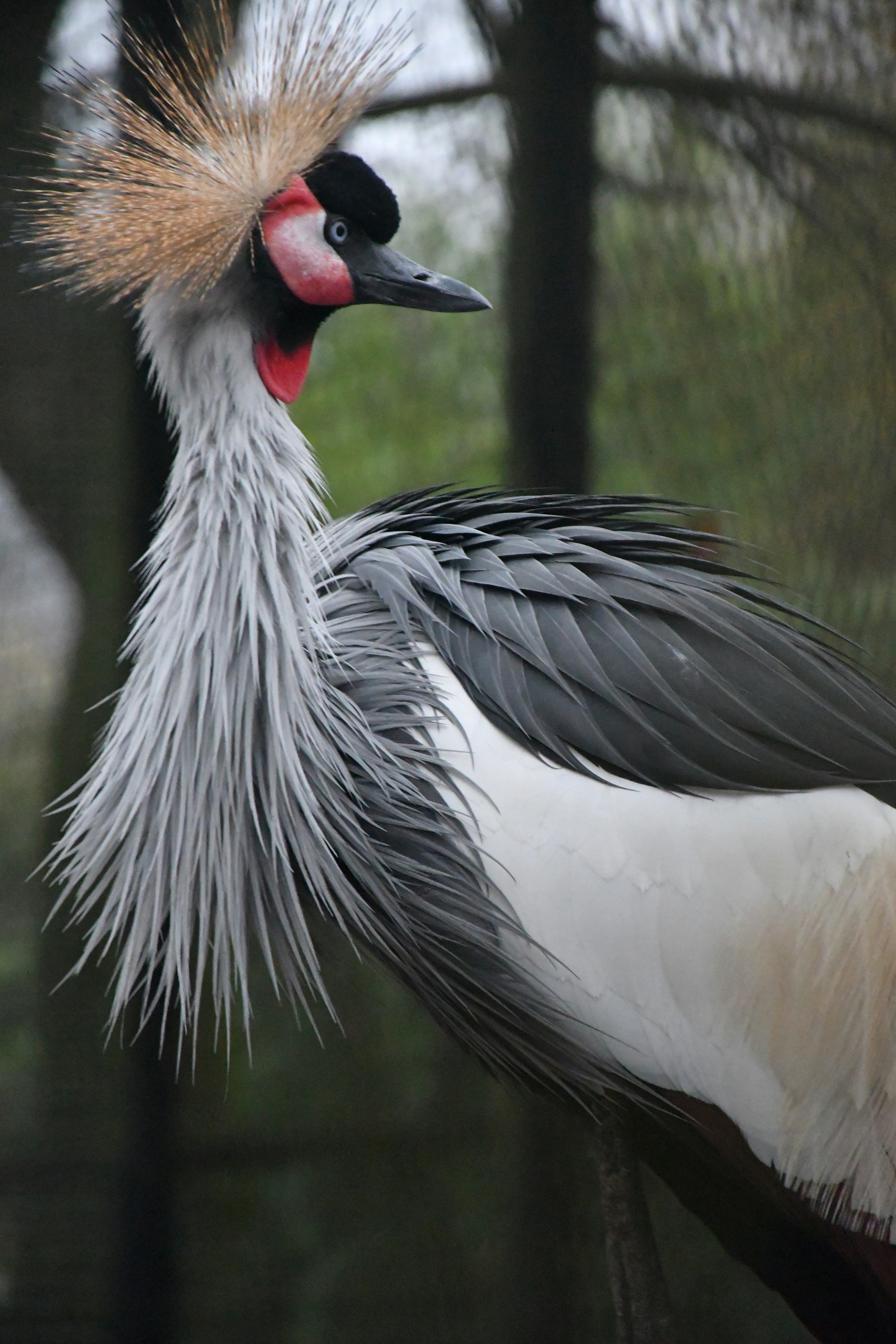Ein grauer Kronenkranich mit einem markanten gefiederten Kamm