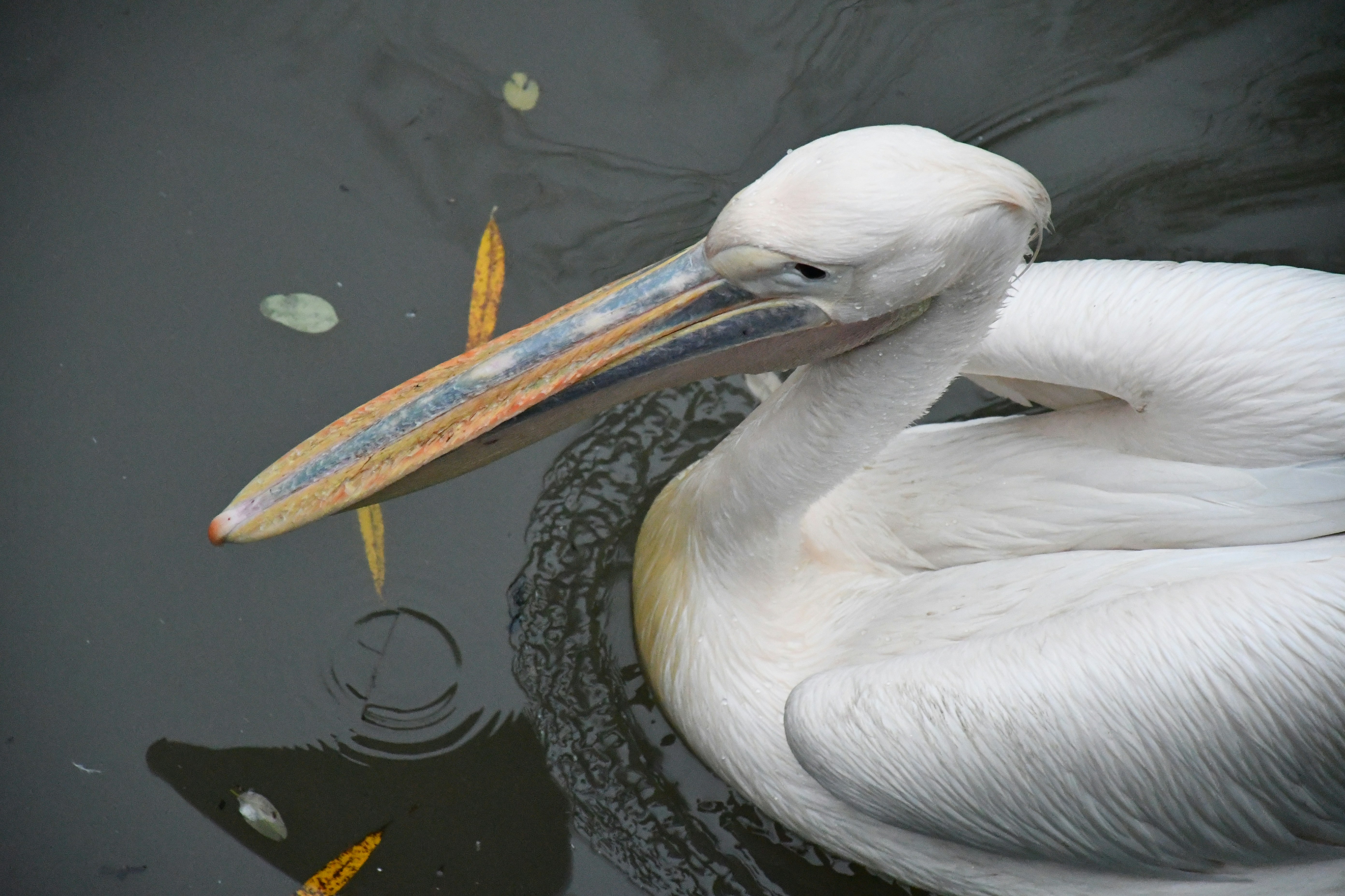 Photo by anna_kharkivska