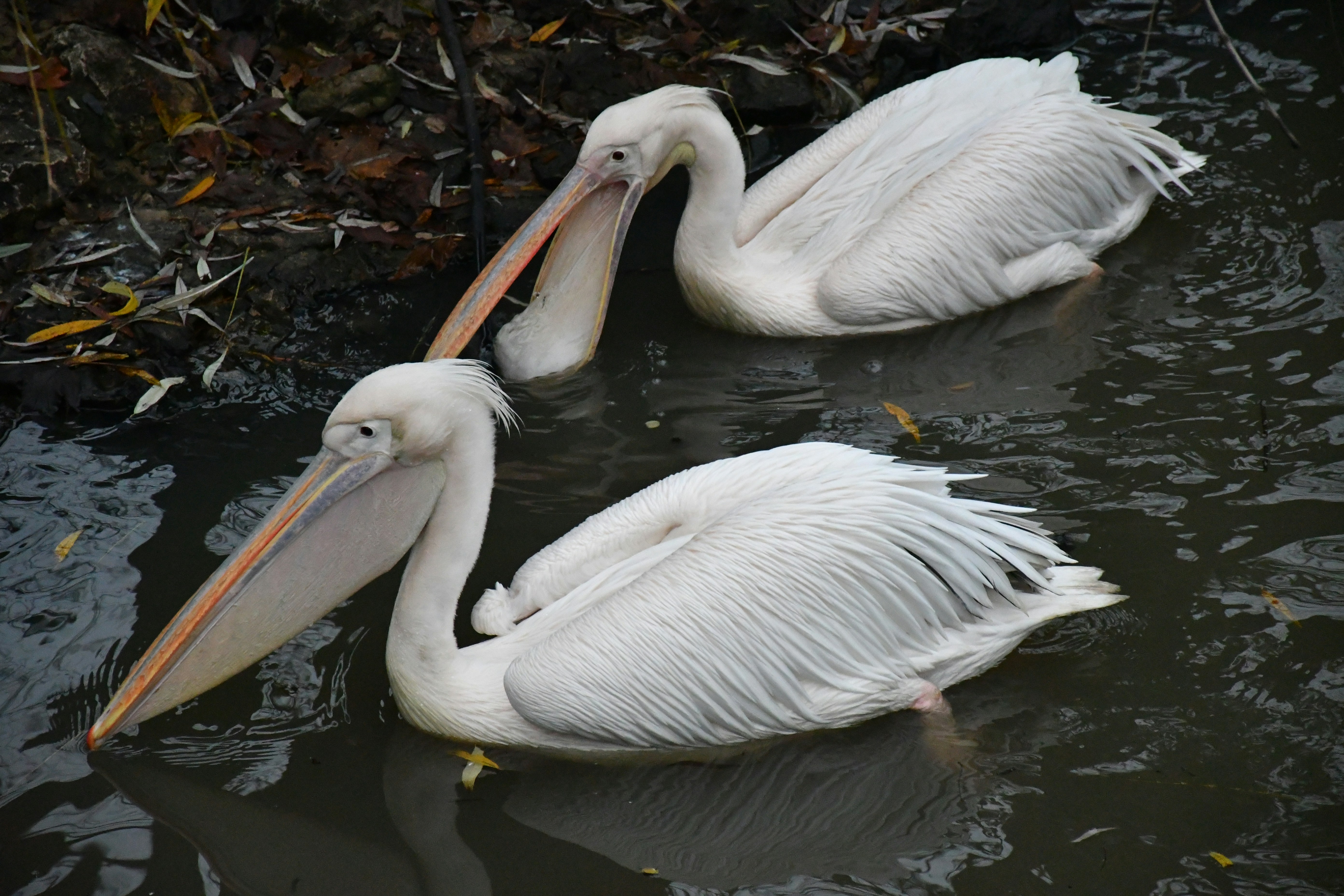 Photo by anna_kharkivska