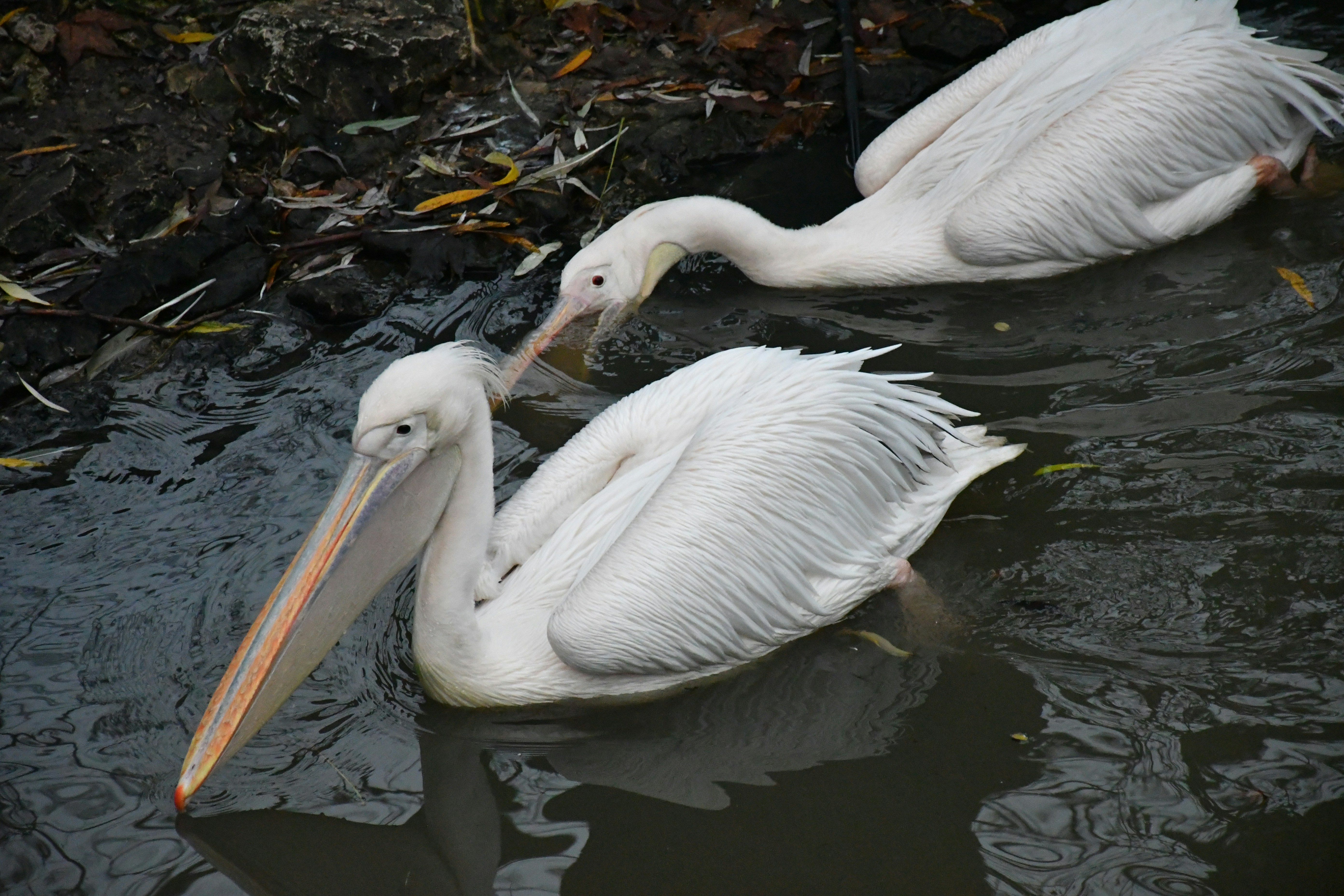 Photo by anna_kharkivska