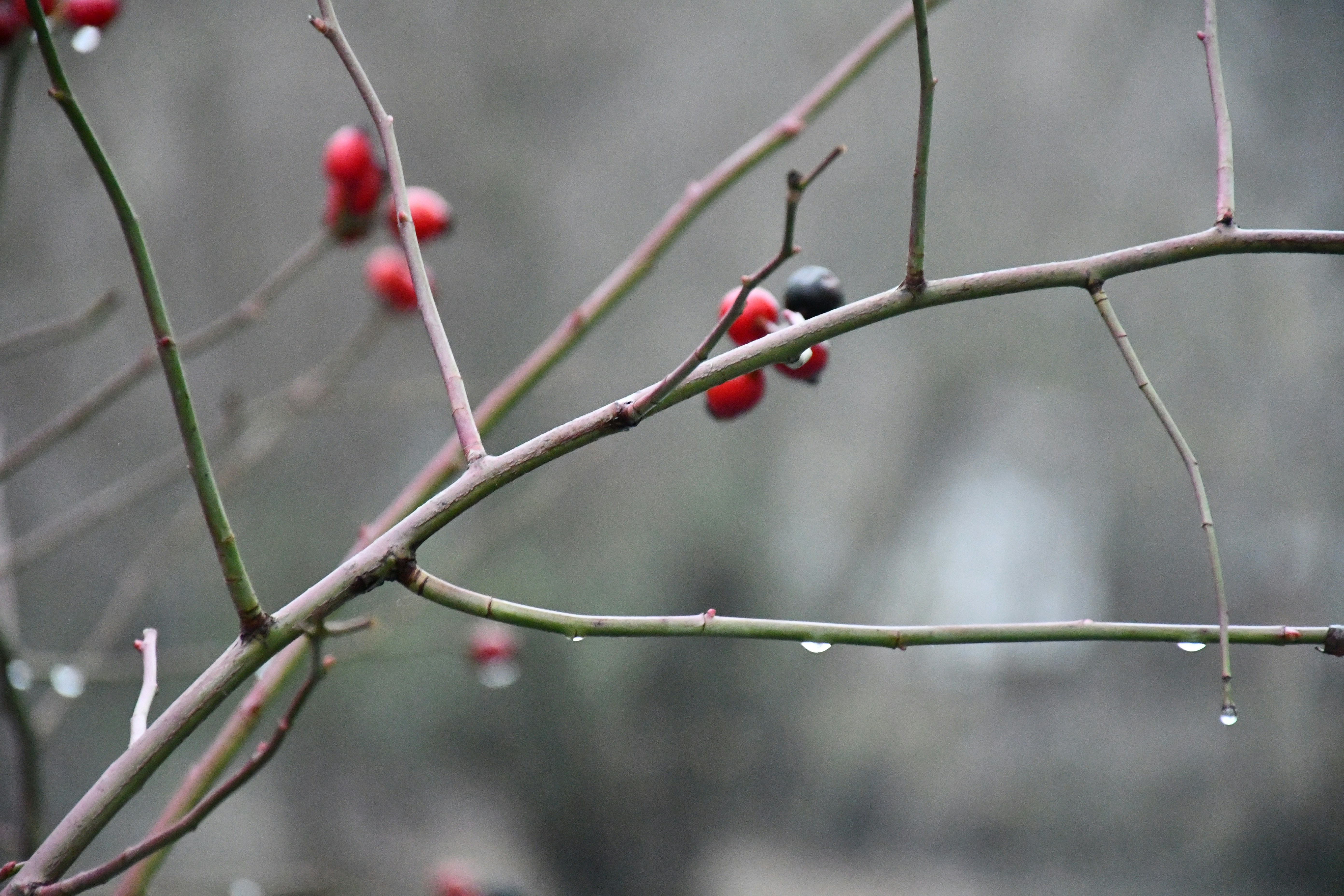 Photo by anna_kharkivska