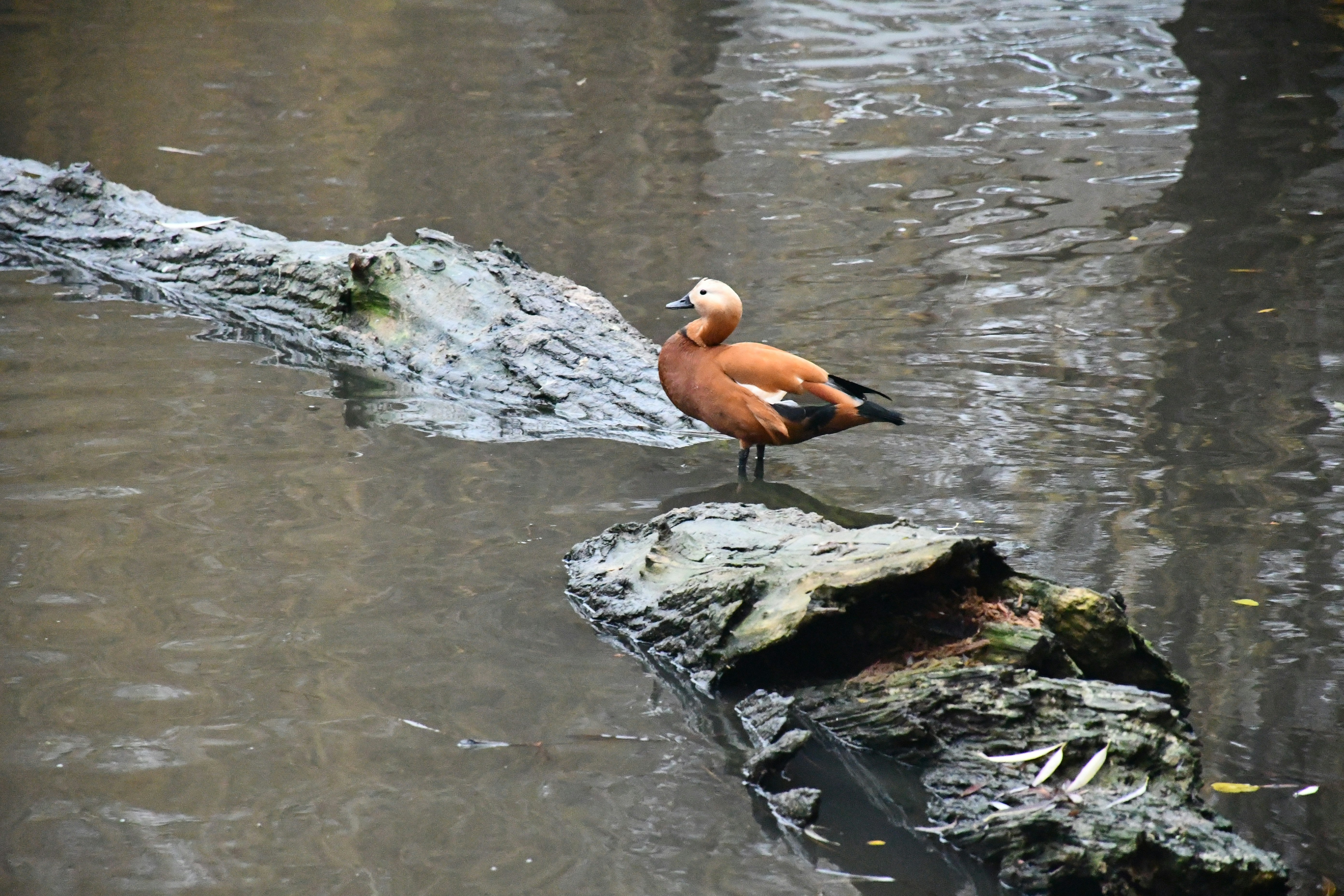 Photo by anna_kharkivska