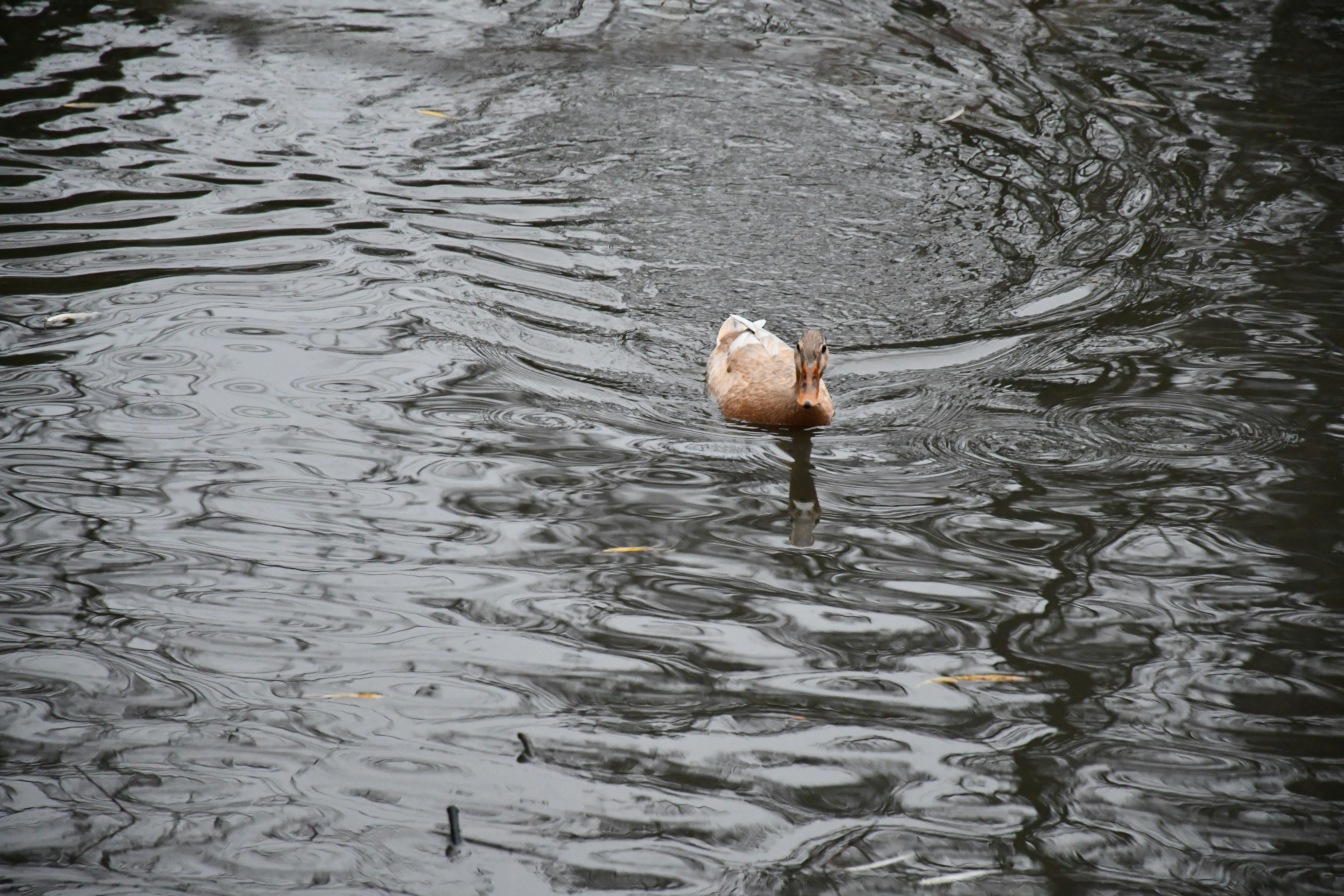 Photo by anna_kharkivska