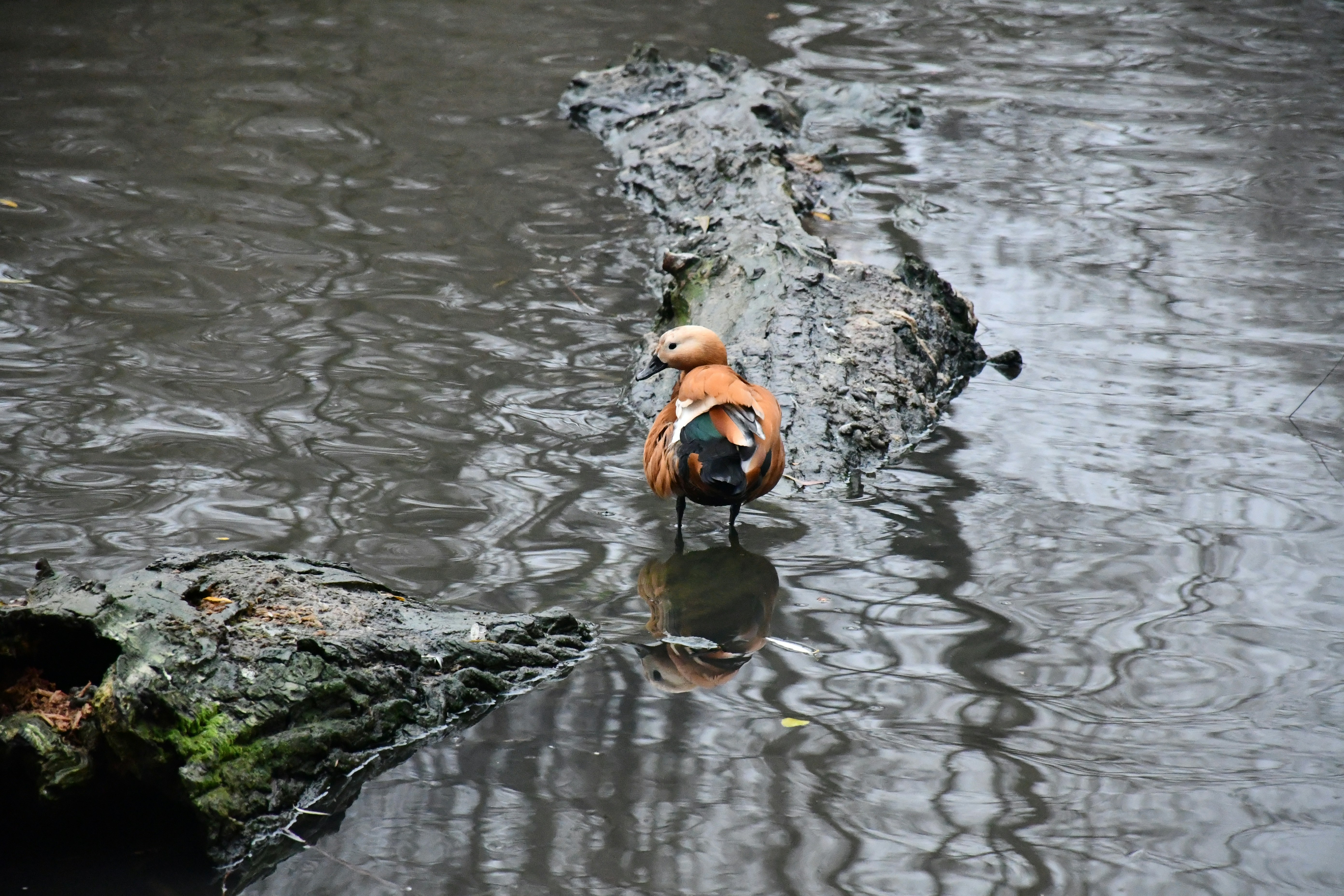 Photo by anna_kharkivska