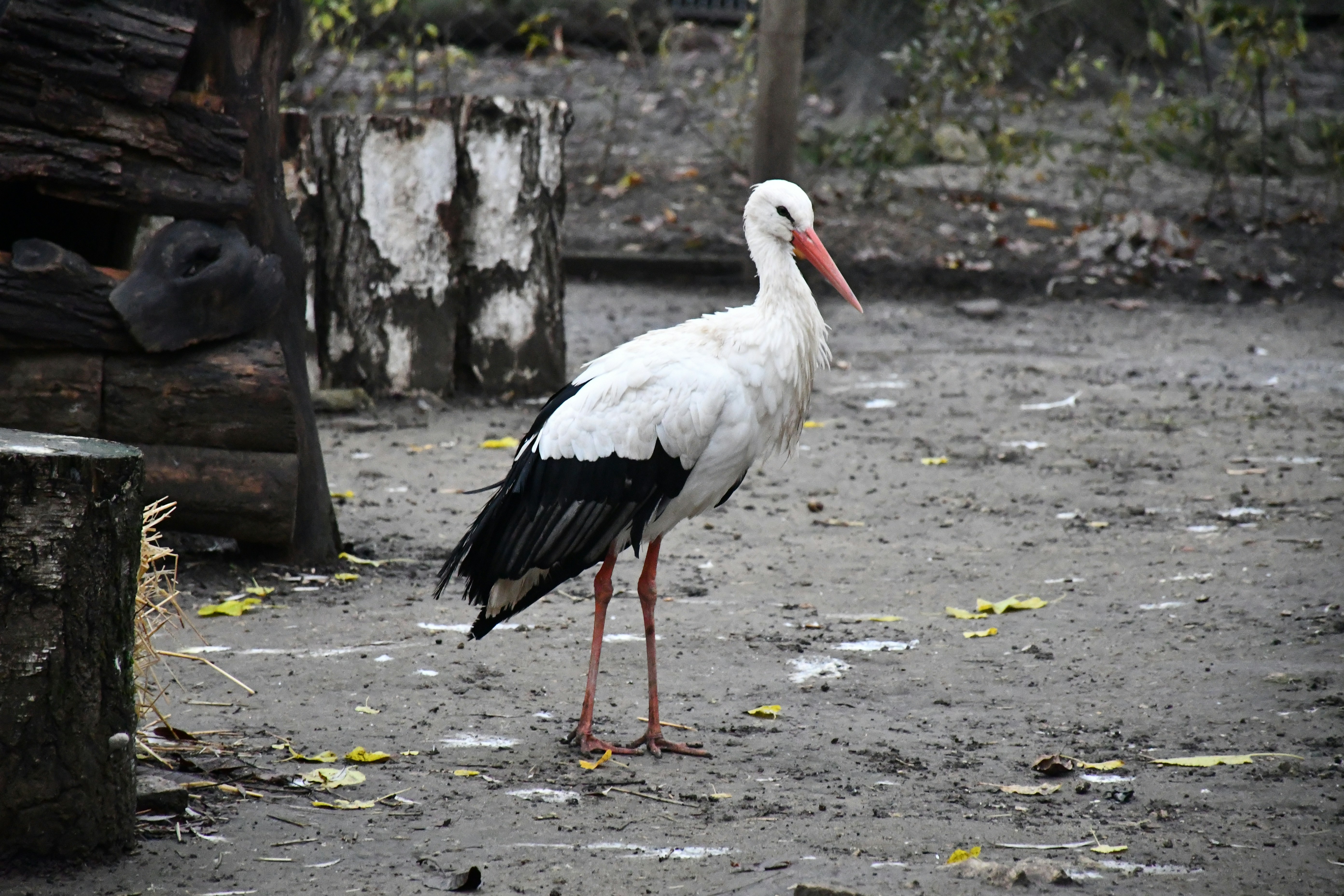 Photo by anna_kharkivska