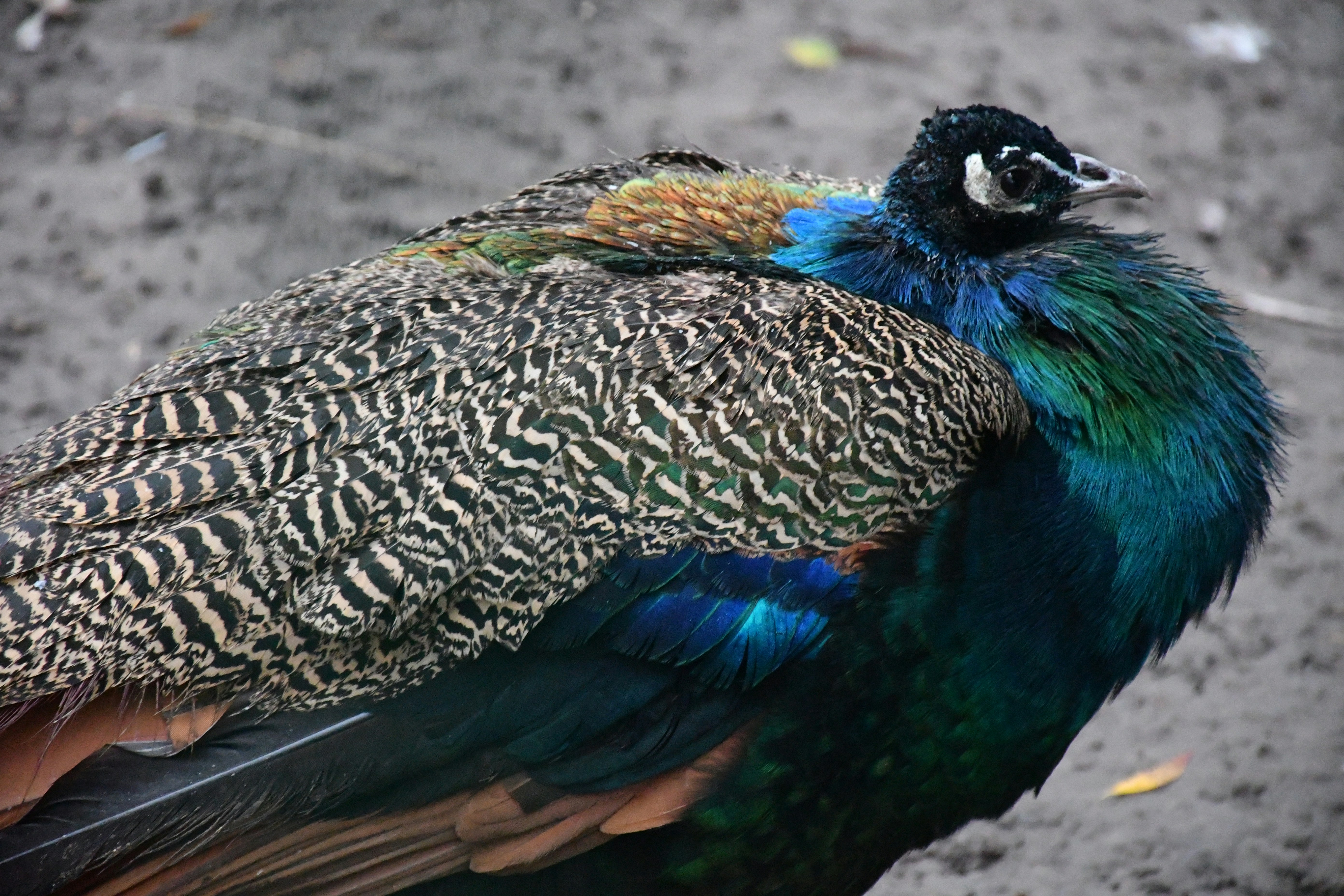 Photo by anna_kharkivska