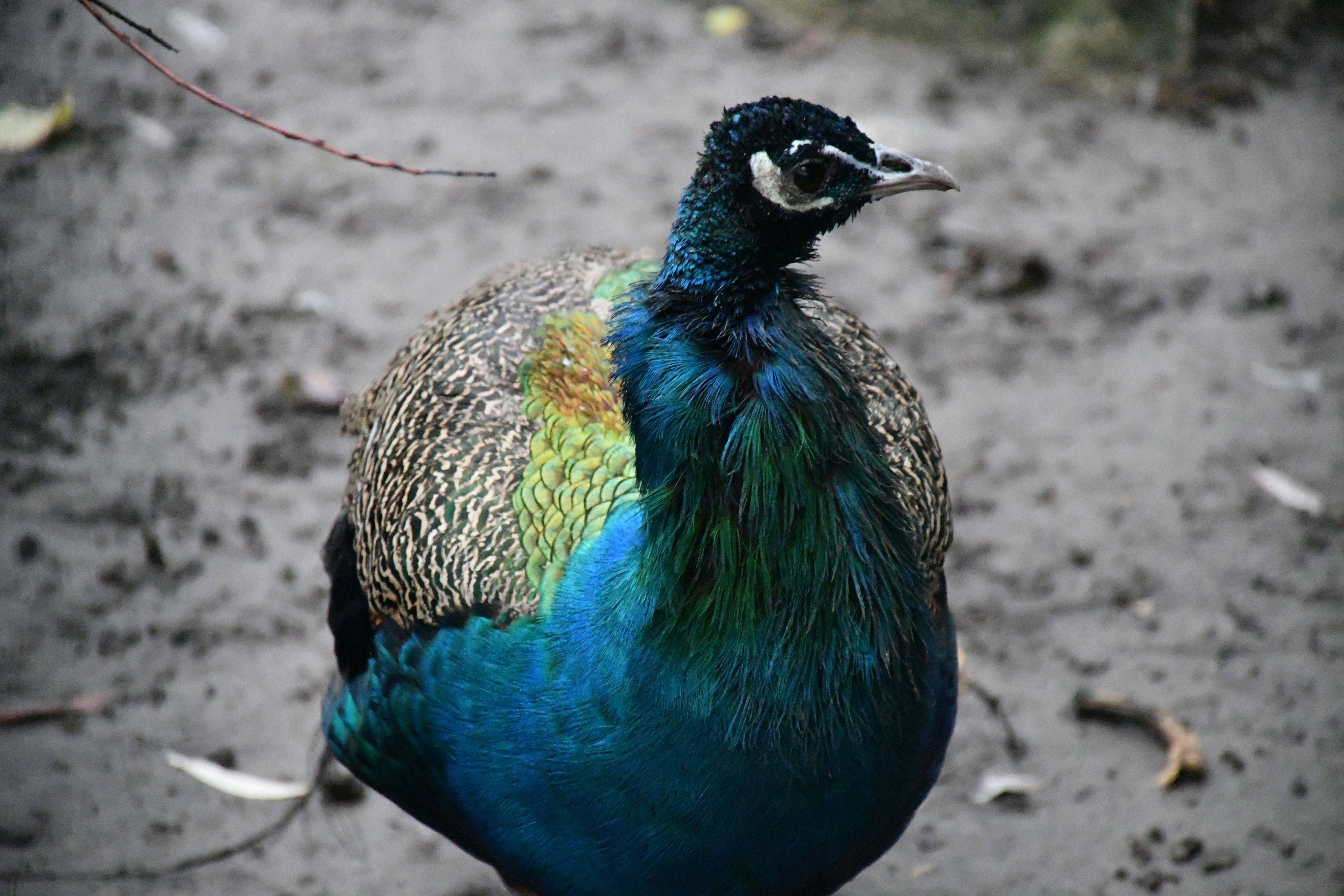 A peacock with vibrant blue and green feathers