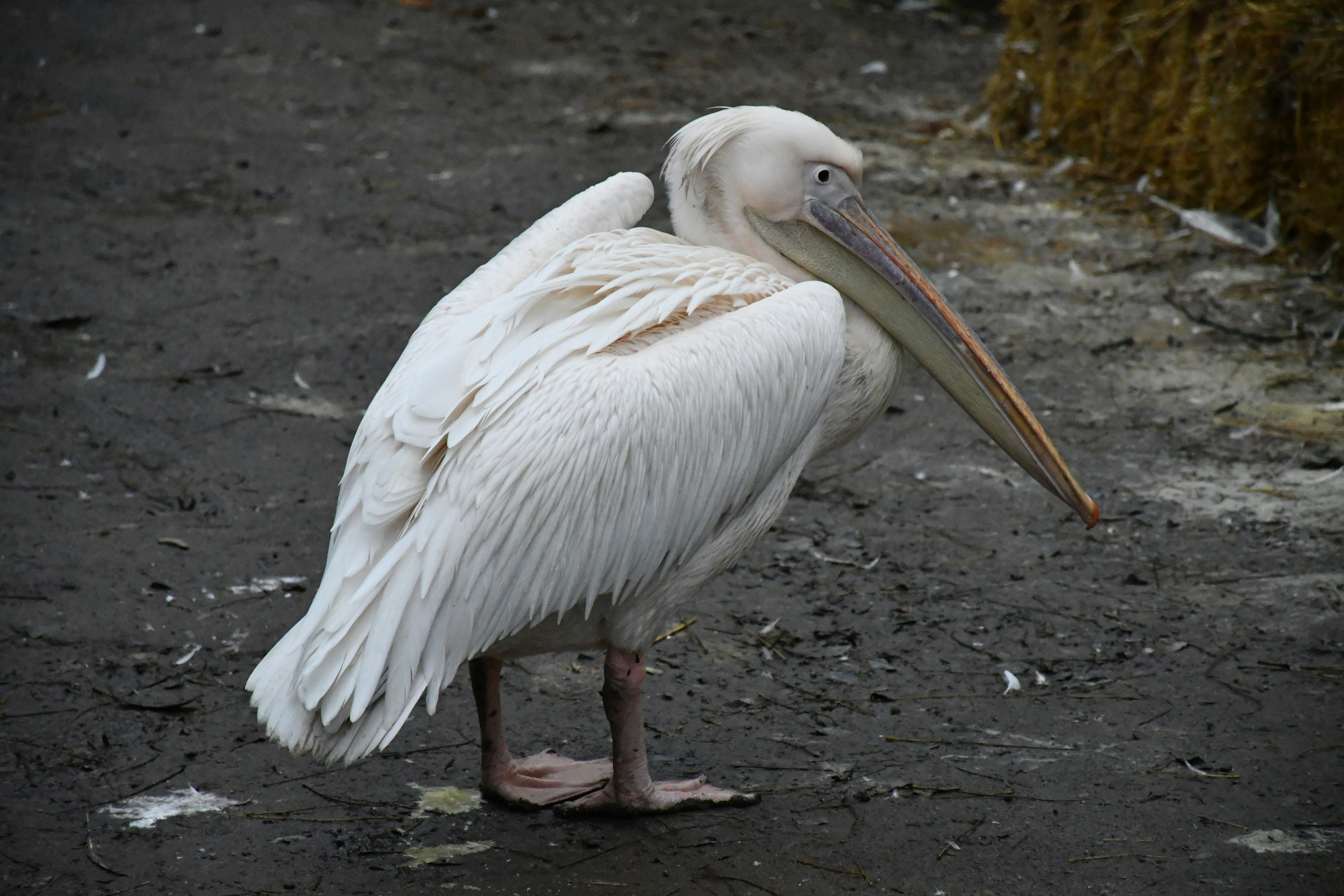 Photo by anna_kharkivska