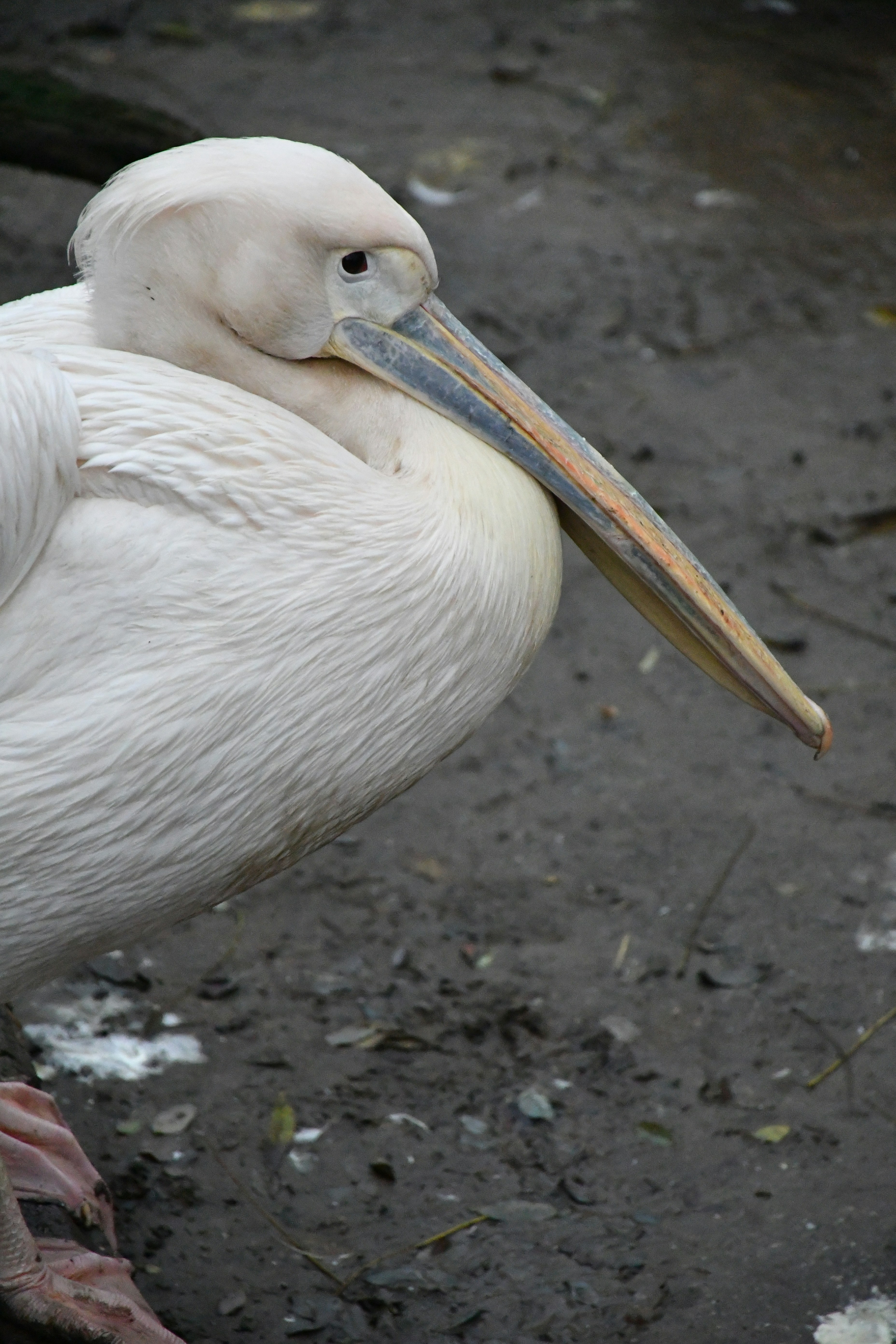 Photo by anna_kharkivska