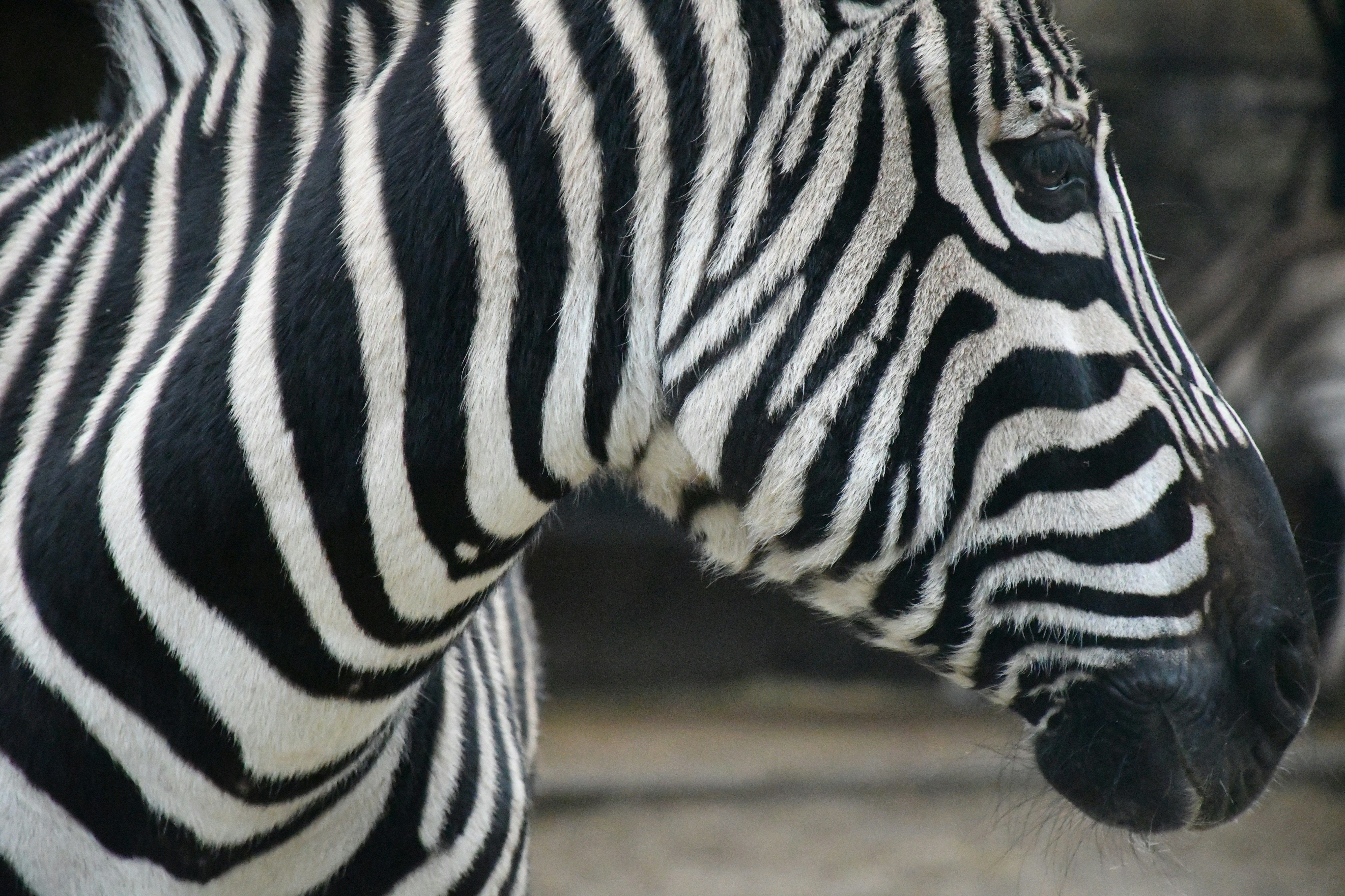 Photo by anna_kharkivska