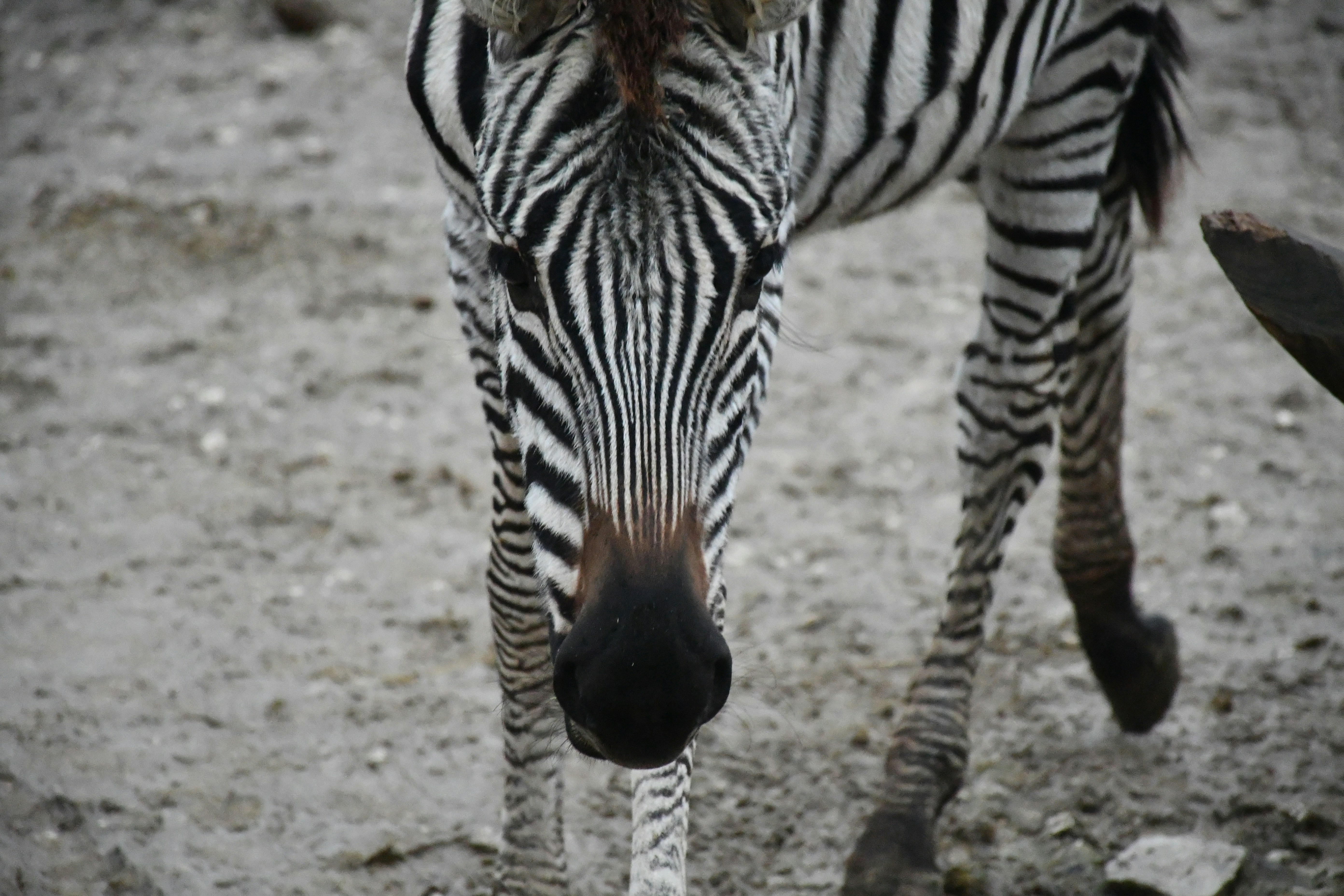 A zebra with distinctive black and white stripes