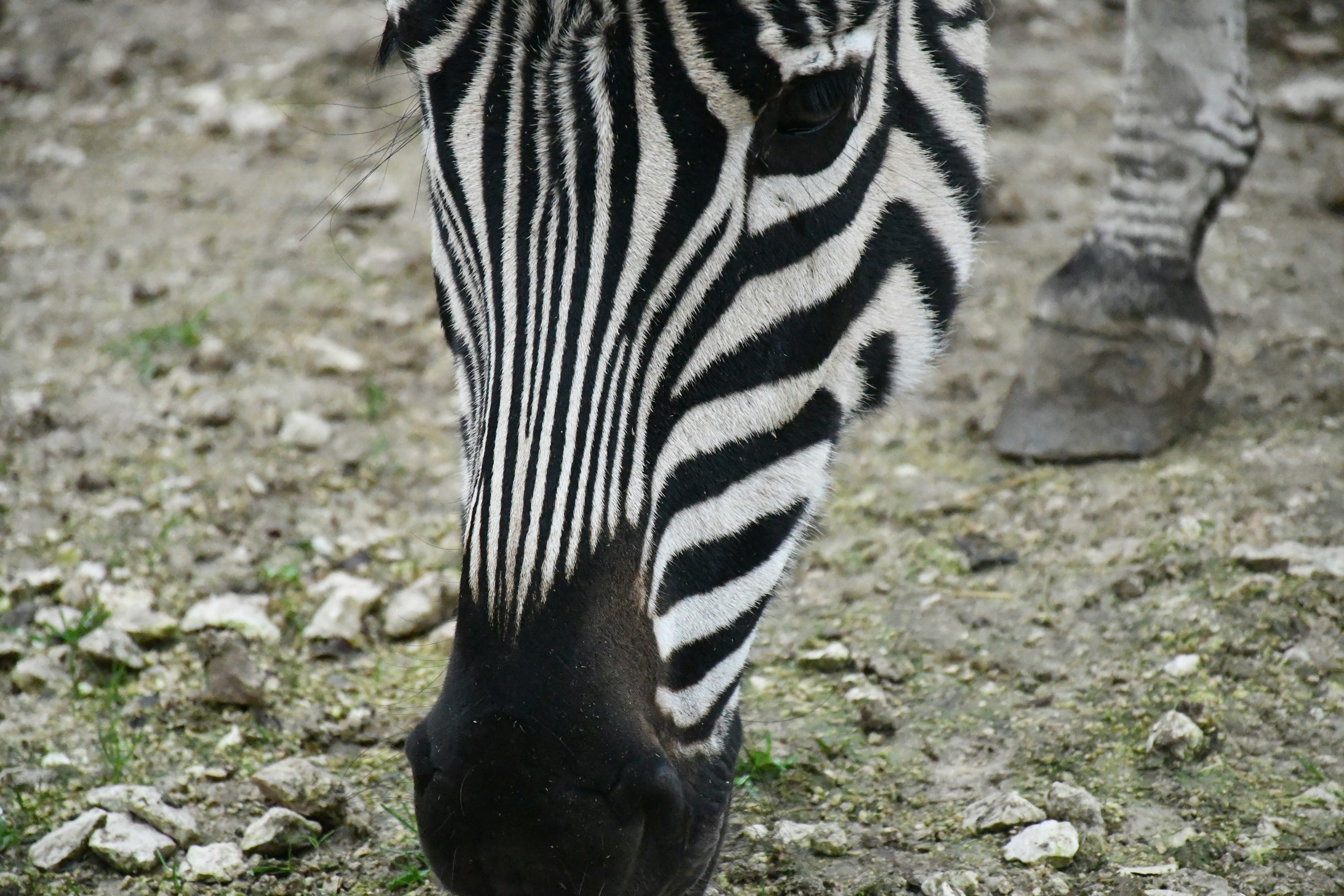 A zebra grazing on a rocky, grassy field.
