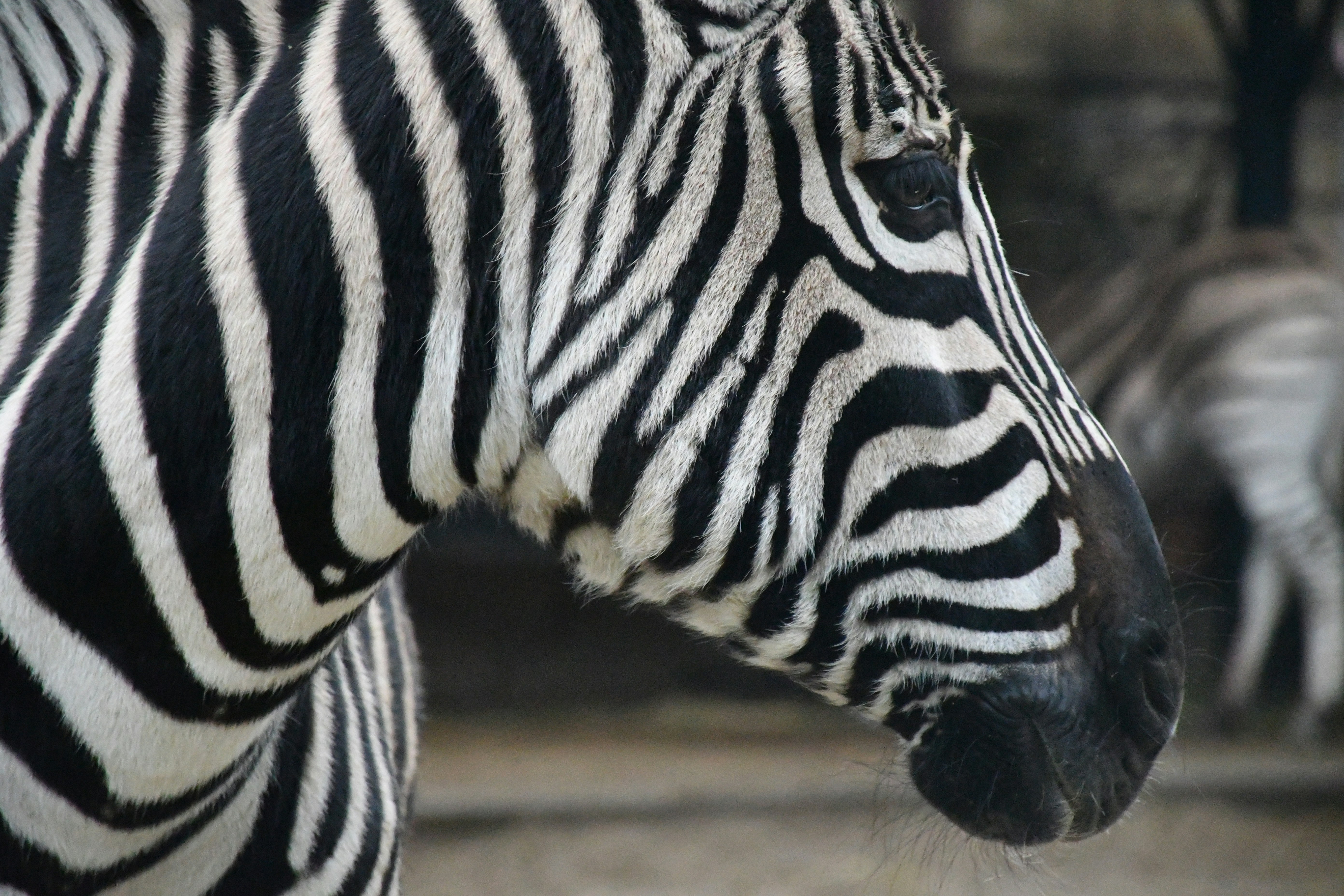 Photo by anna_kharkivska