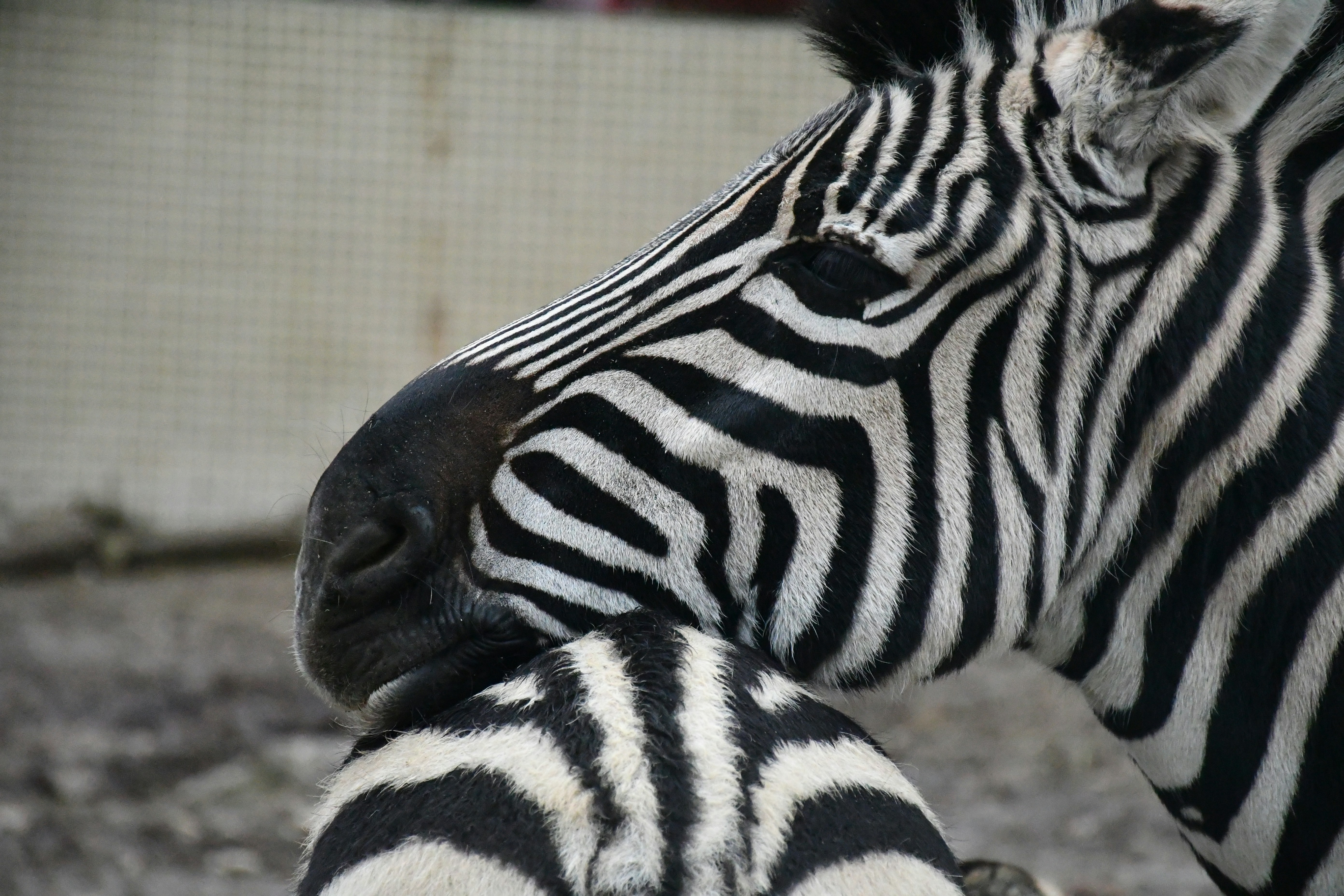 Two zebras nuzzling each other closely.