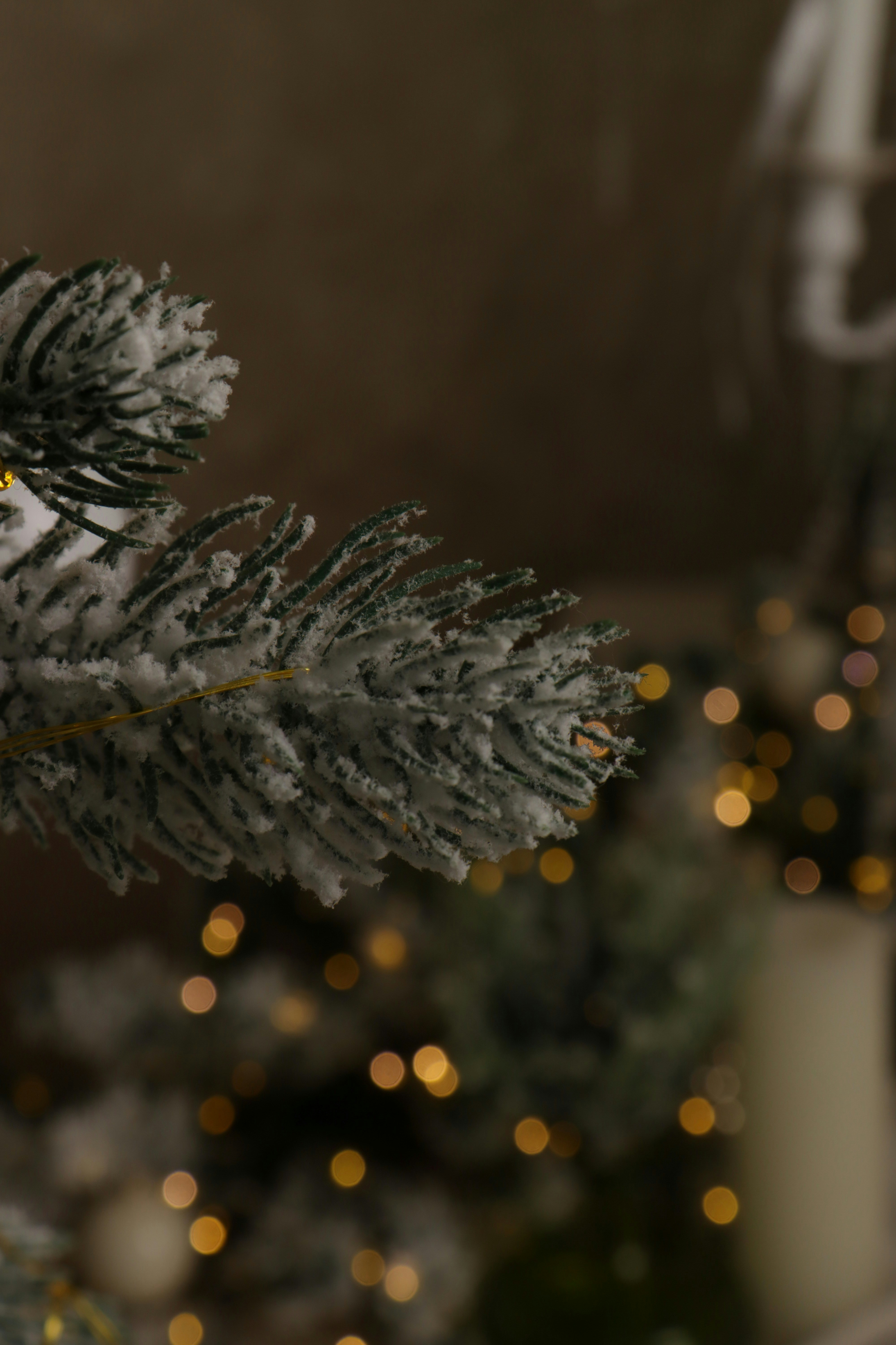 Photo by bored_mongoose