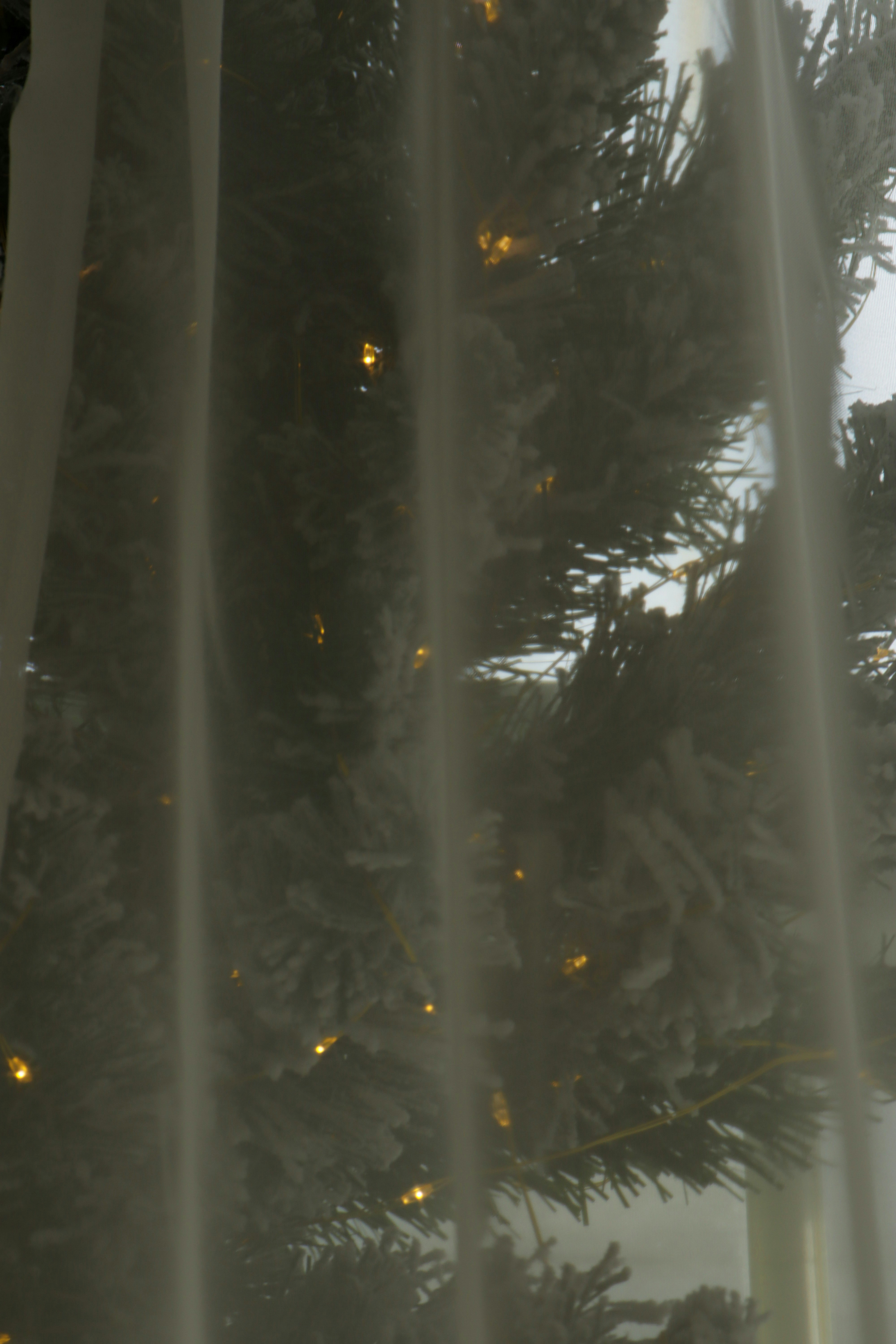 Photo by bored_mongoose