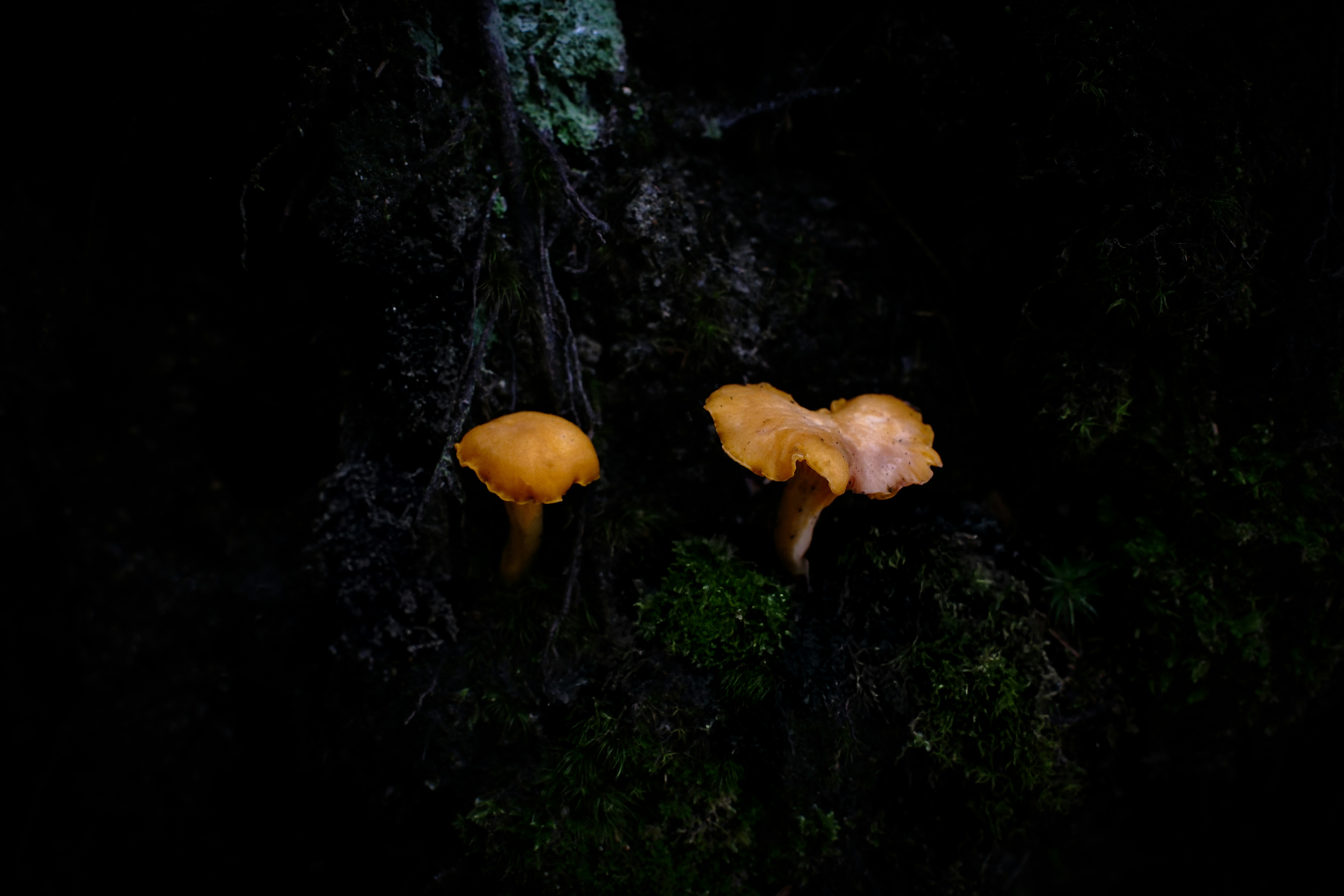 Two small orange mushrooms grow on mossy bark.