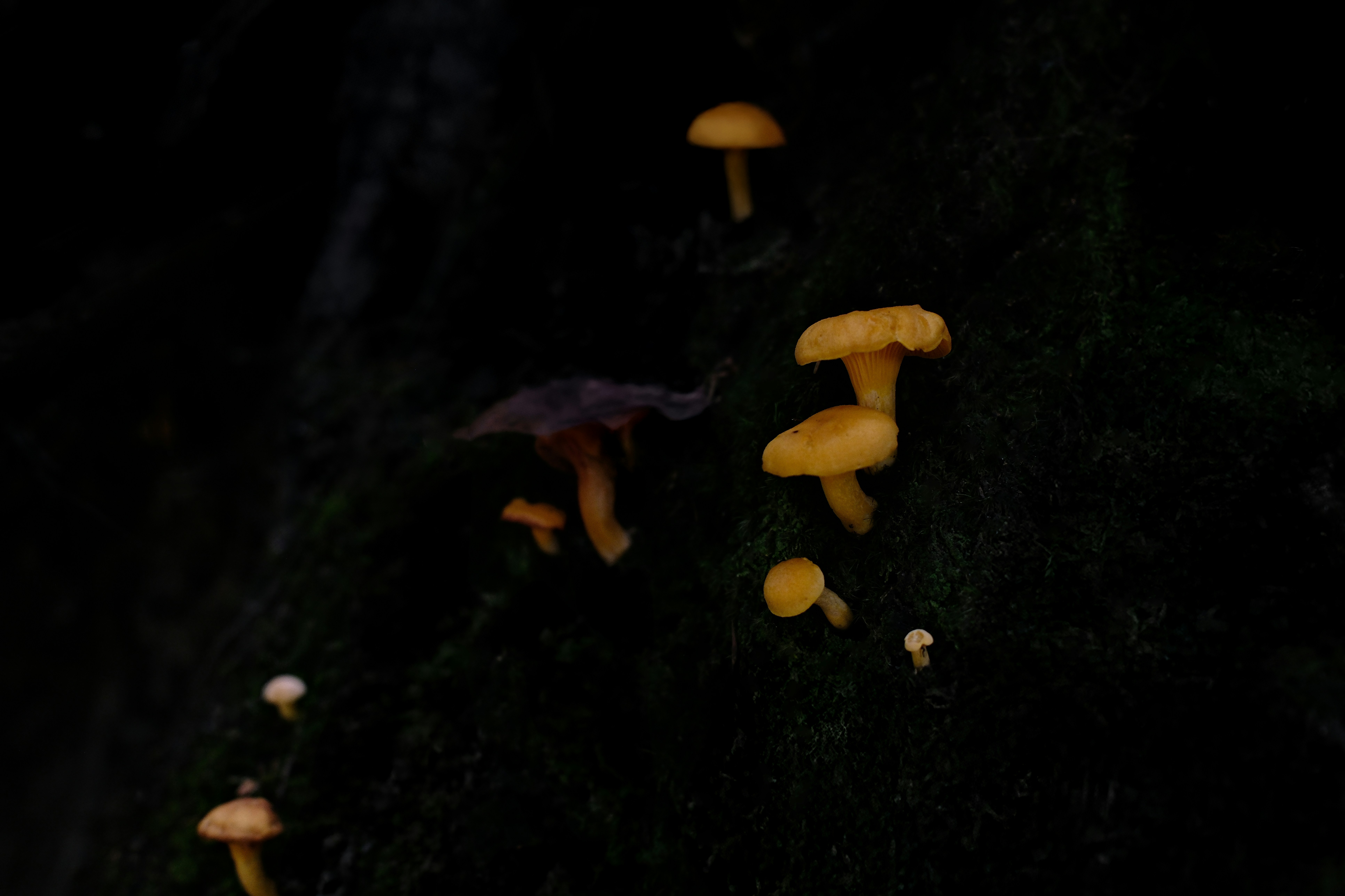 Small yellow mushrooms growing on a dark mossy surface.