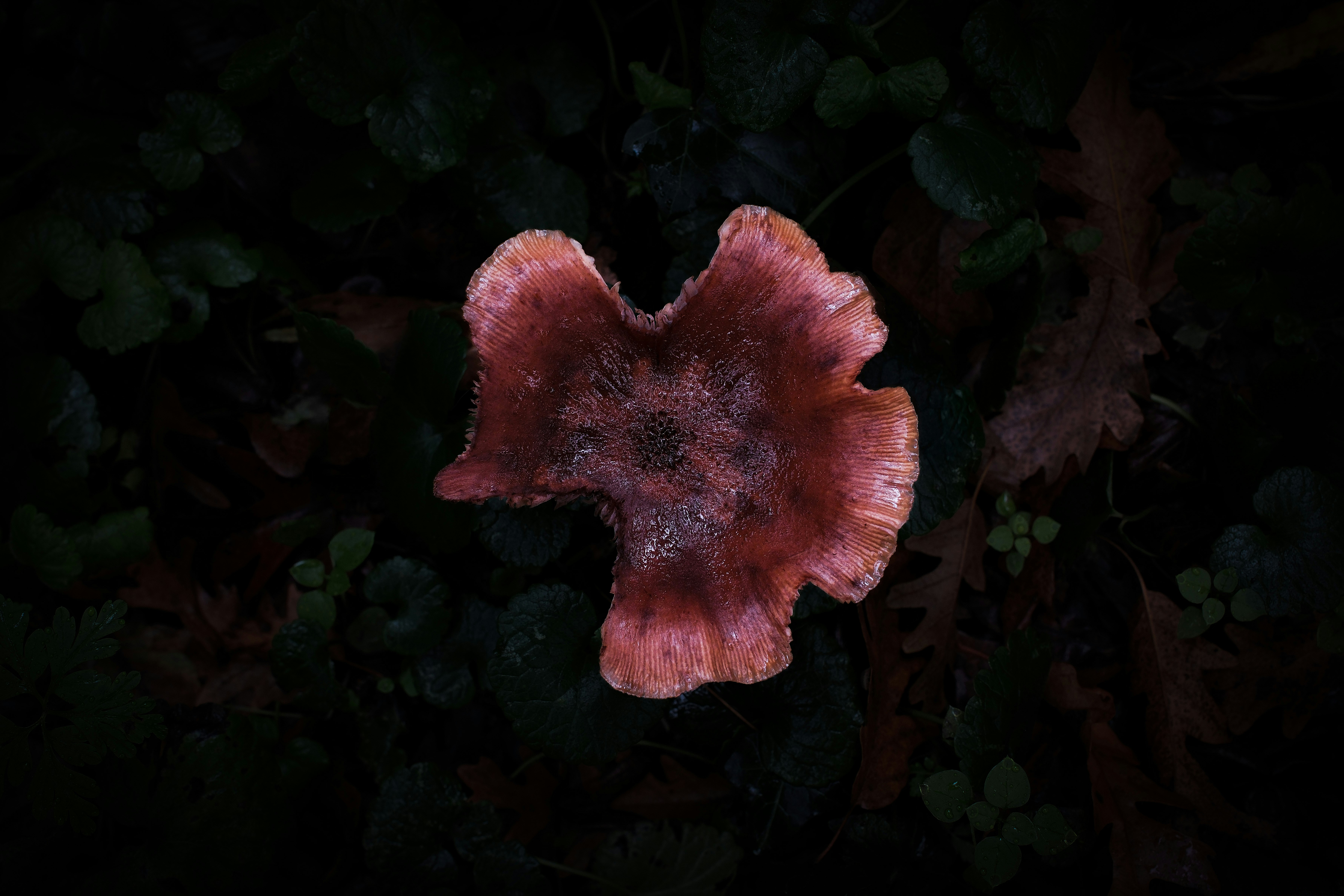 A single red mushroom on the forest floor