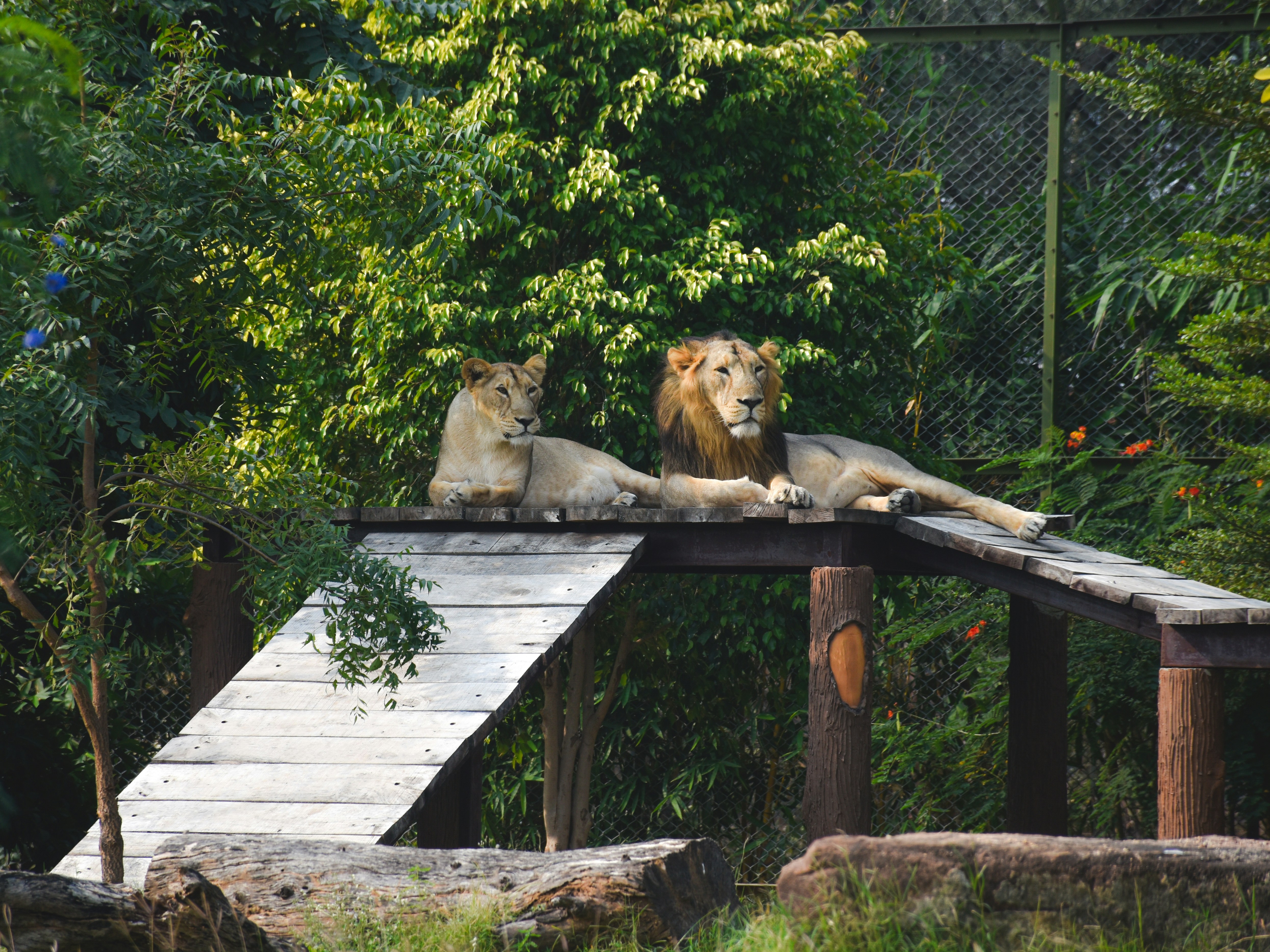 Lions Park