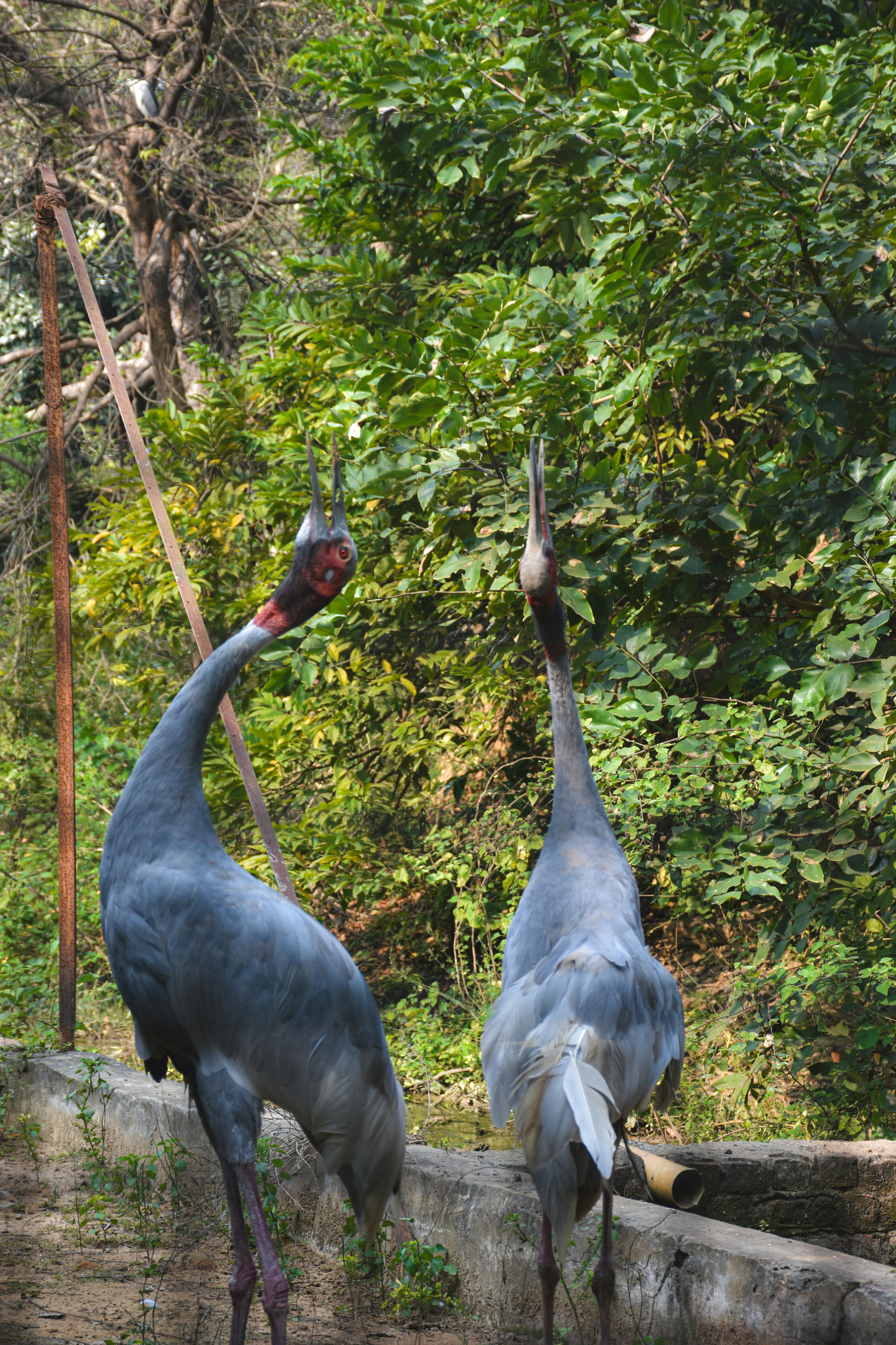 Zwei Saruskraniche stehen nahe einer Mauer mit Bäumen dahinter.