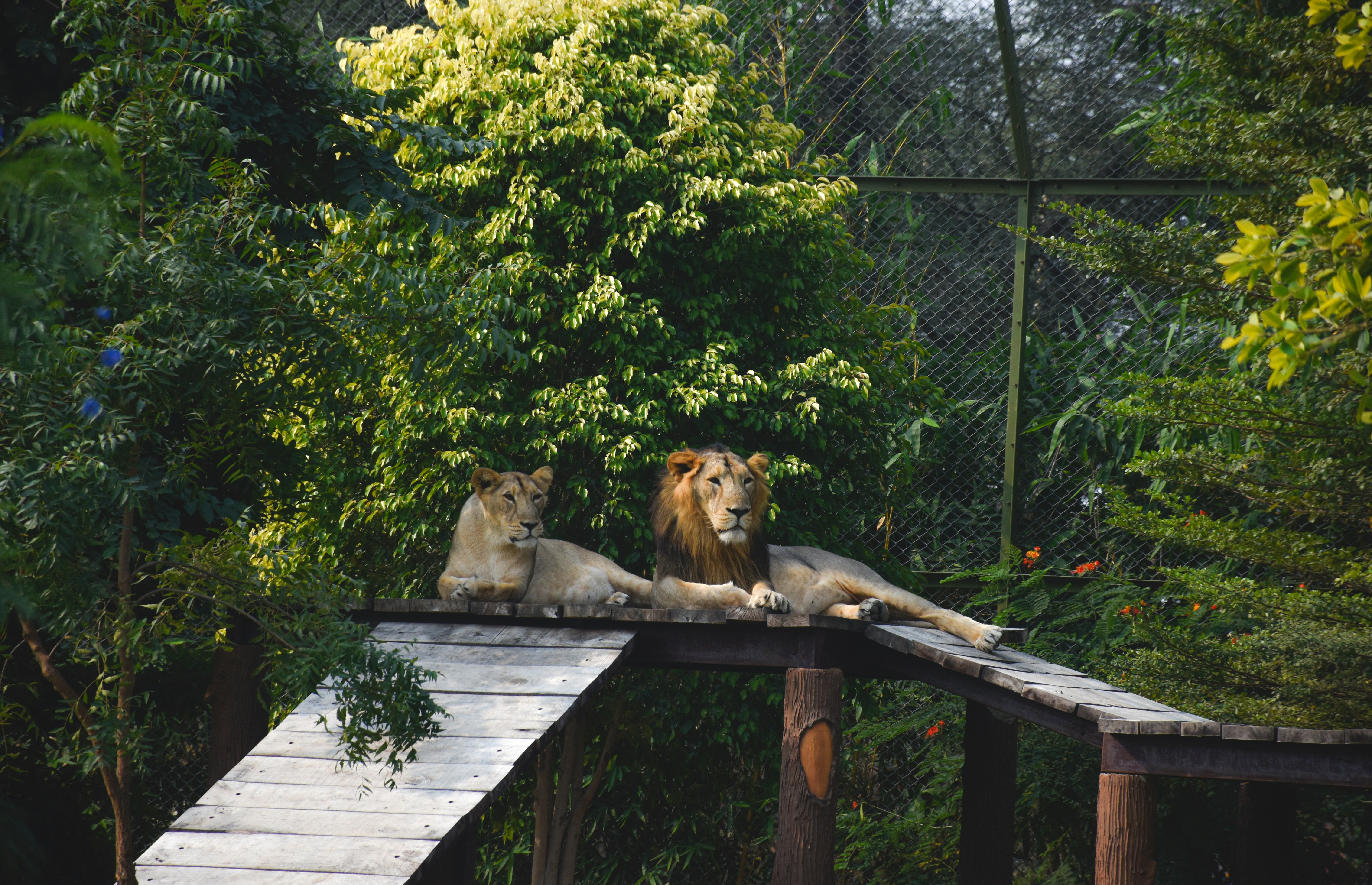 Lions Park